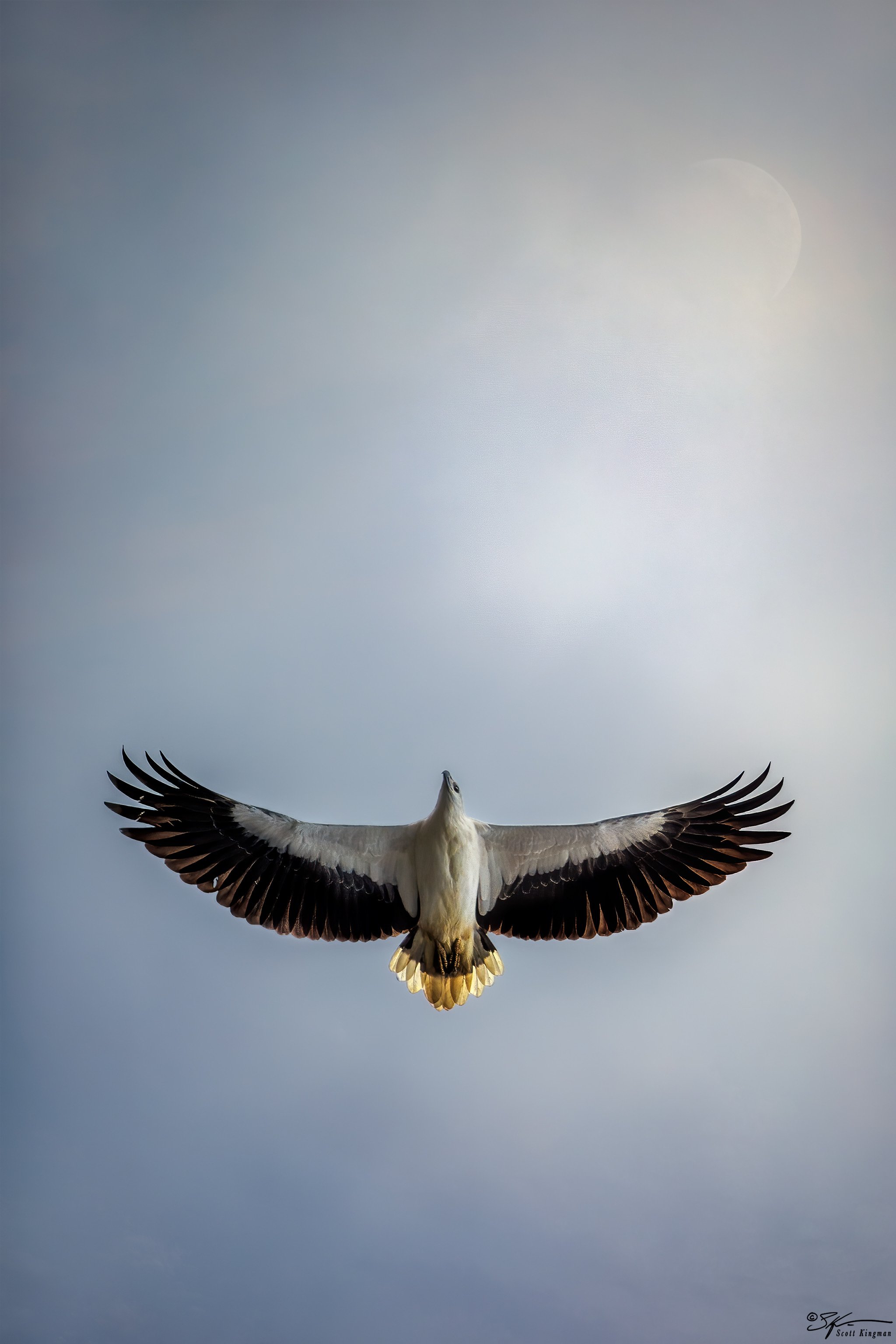 Icarus Eagle_credit Scott Kingman_Wild Life Imagery.JPEG