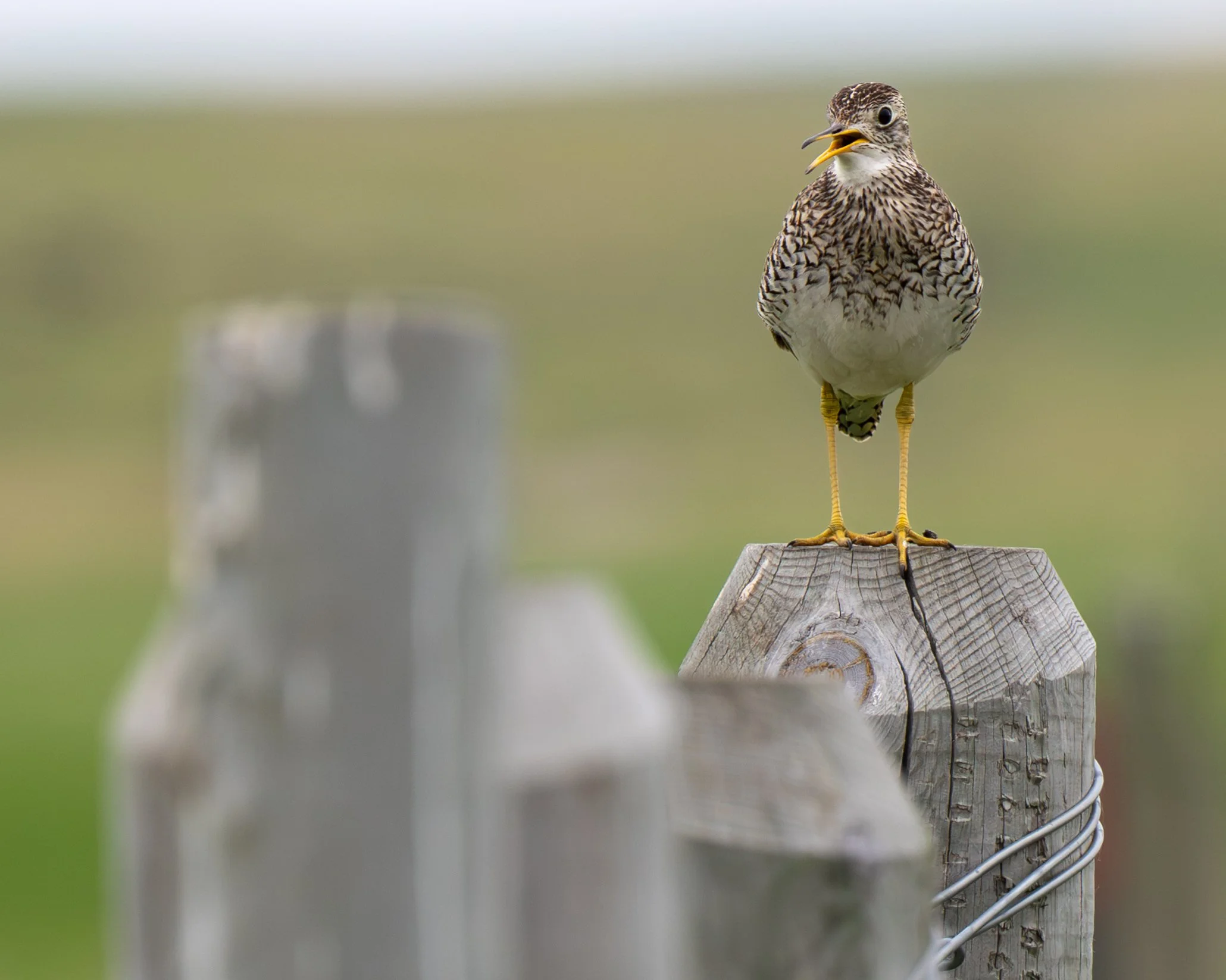 Upland Sandpiper Closeup.jpg