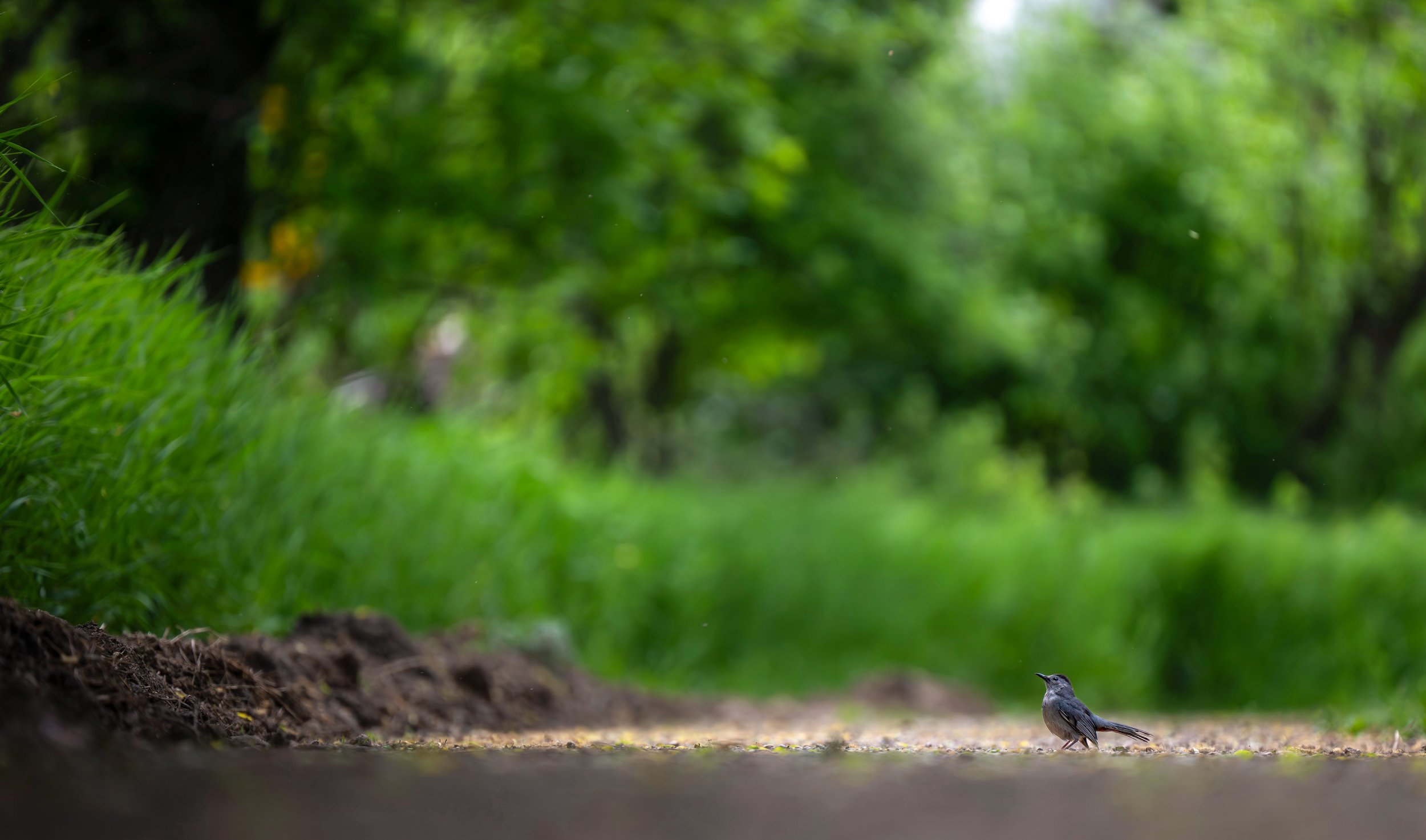 Gray Catbird.jpg