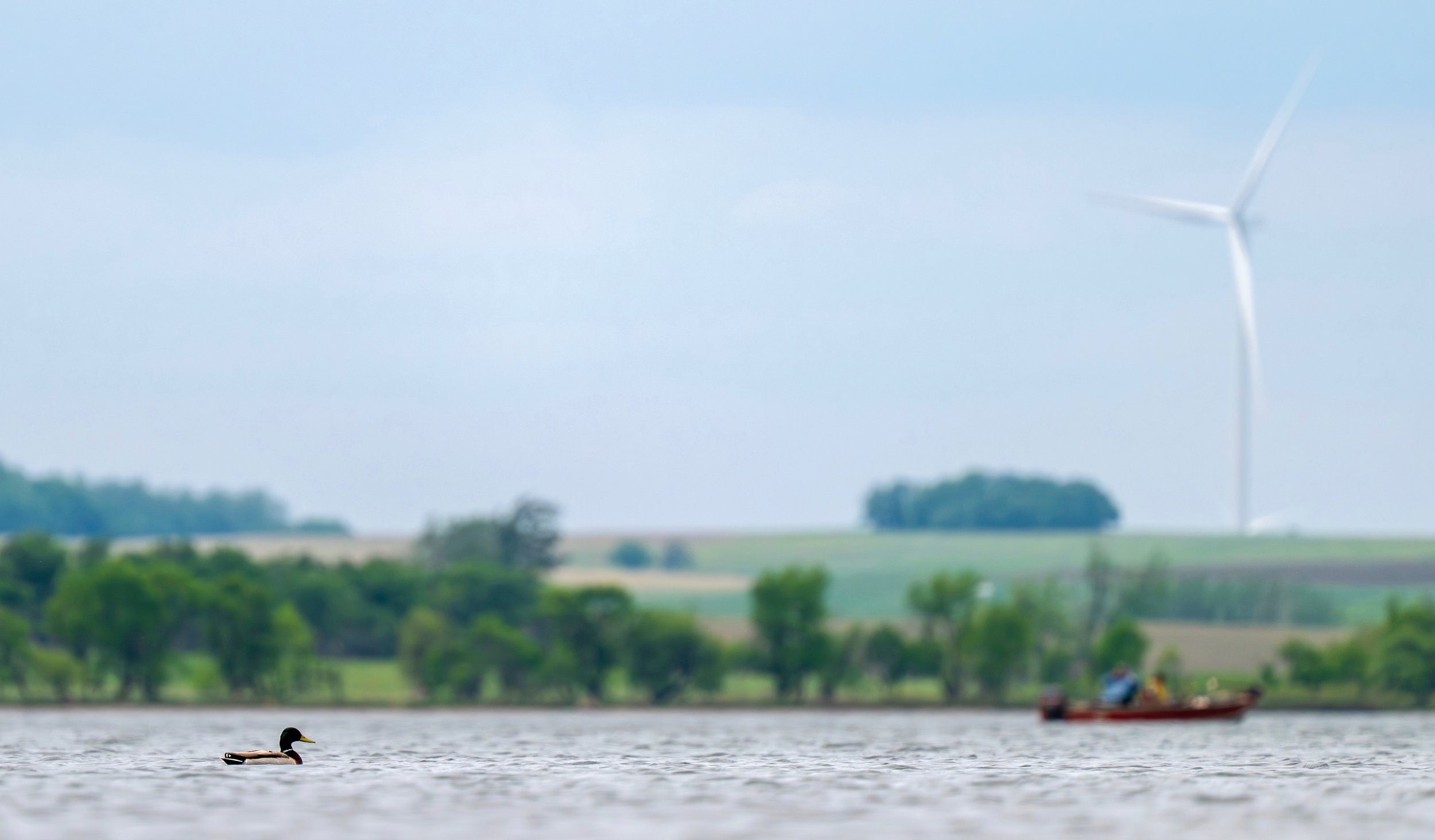 Duck with Boat.jpg