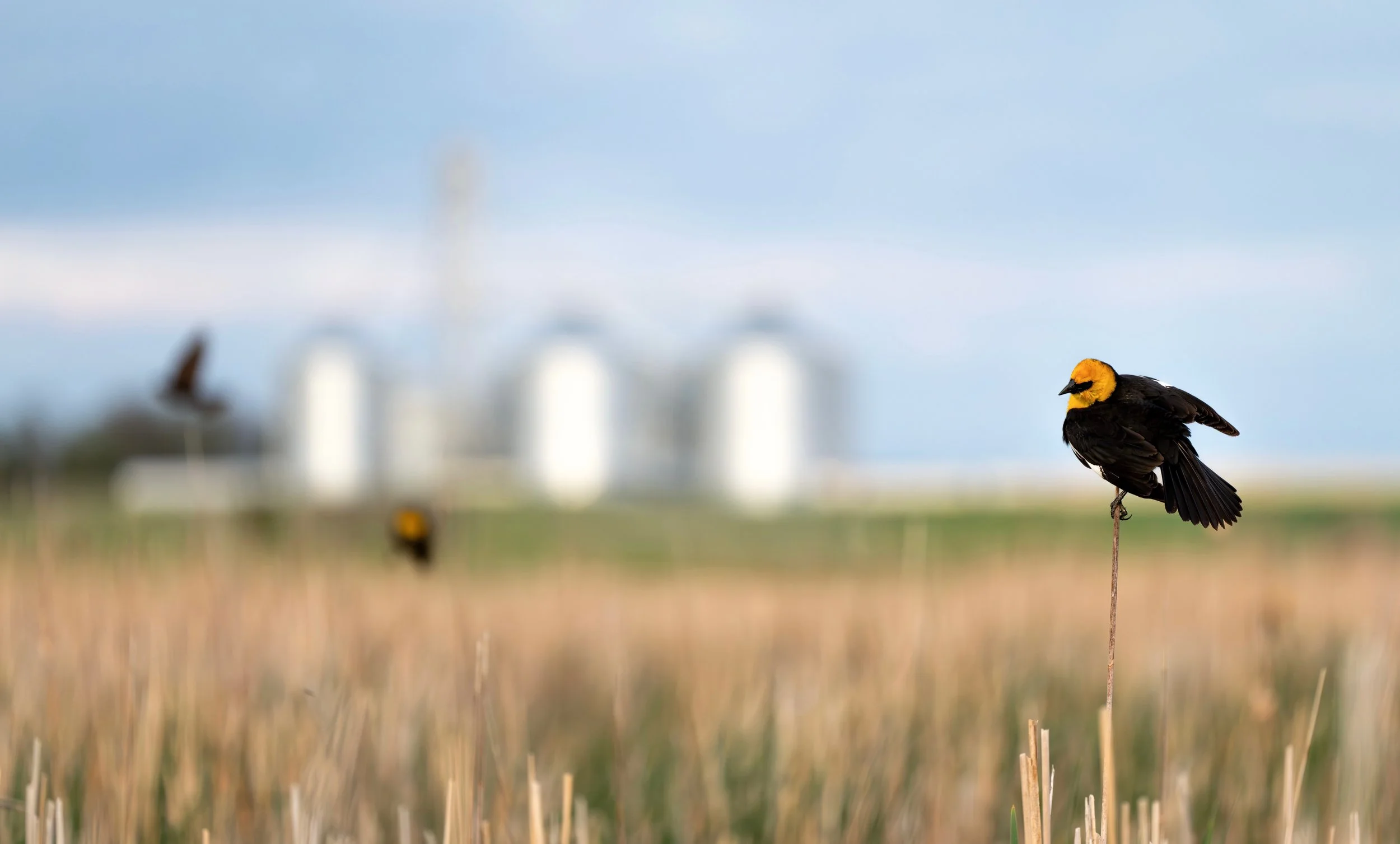 YHBB Grain Bin.jpg