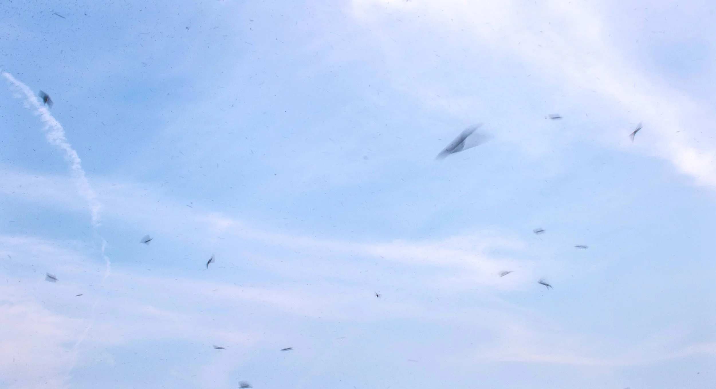 Swallow Movement 1.jpg