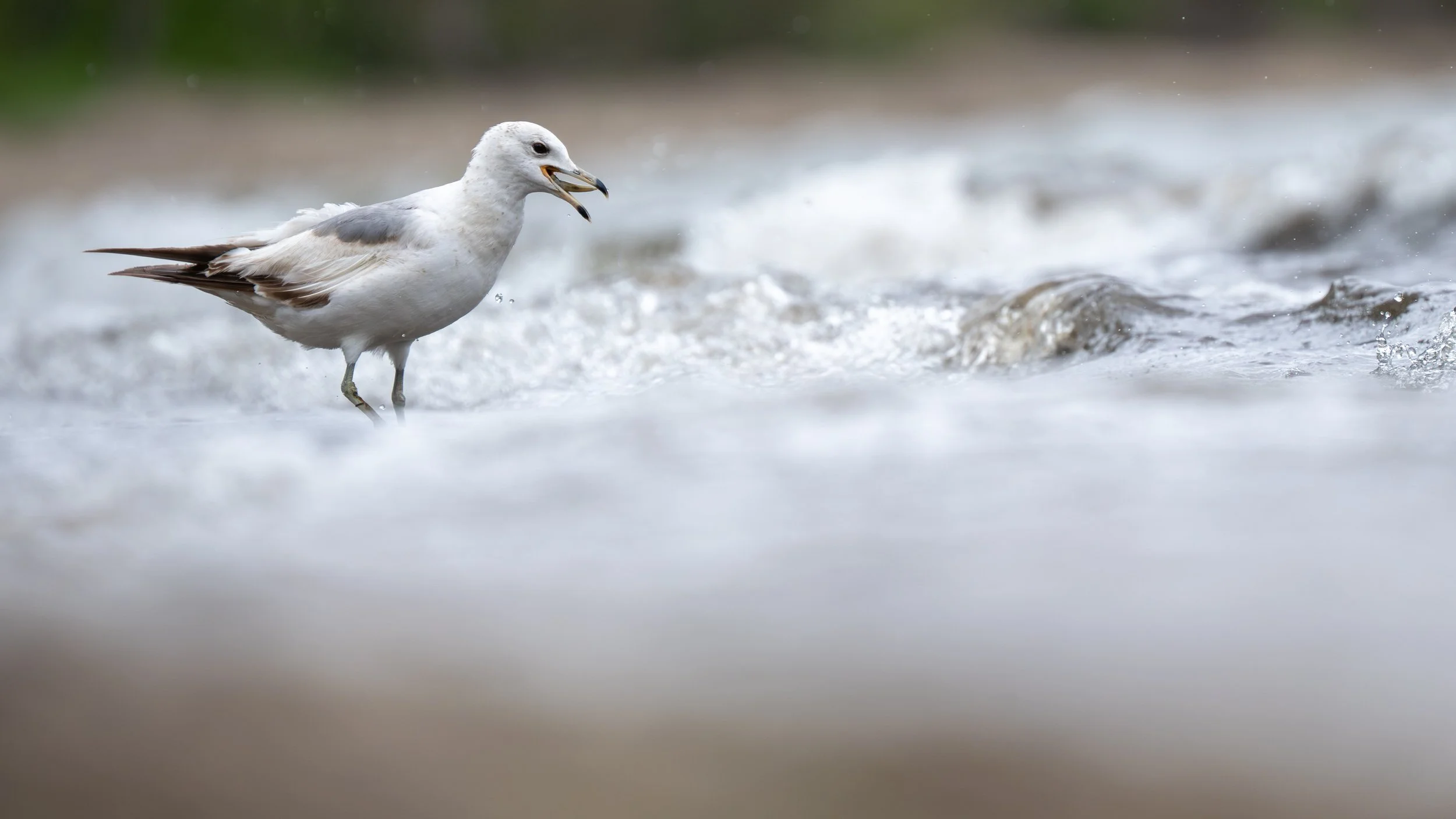 Gull with fish.jpg