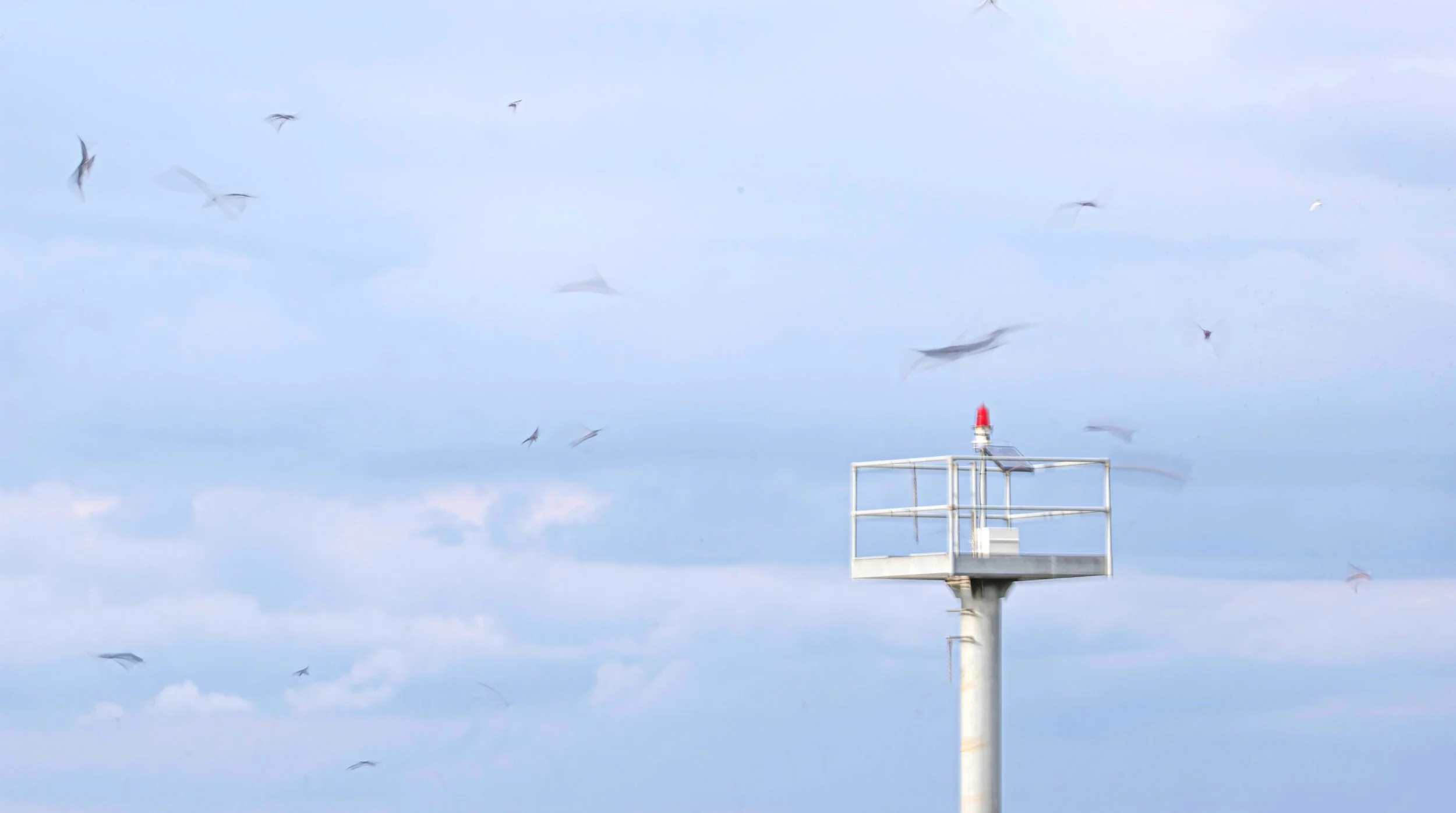 Swallow Movement 2.jpg