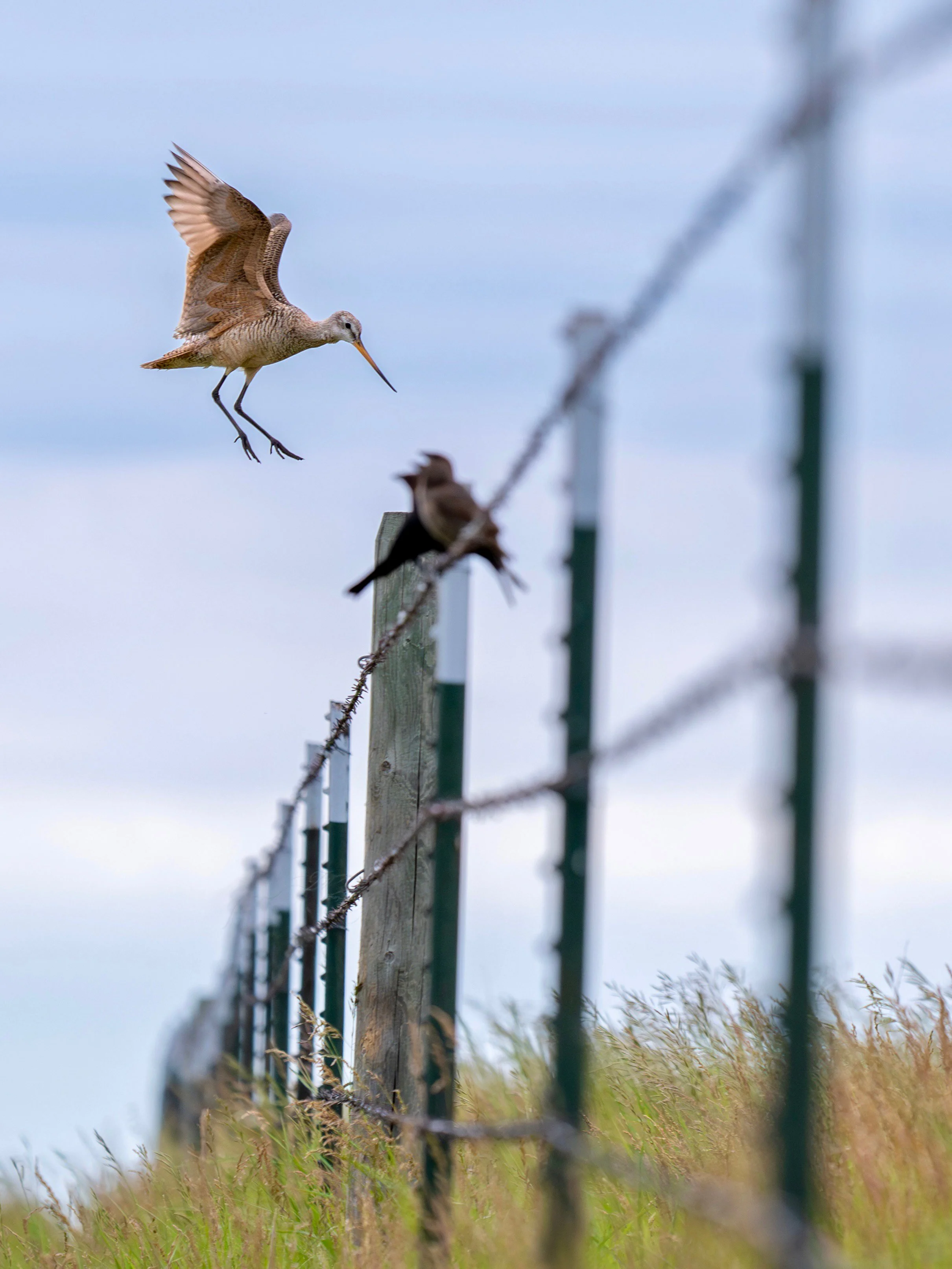 Godwit Landing.jpg