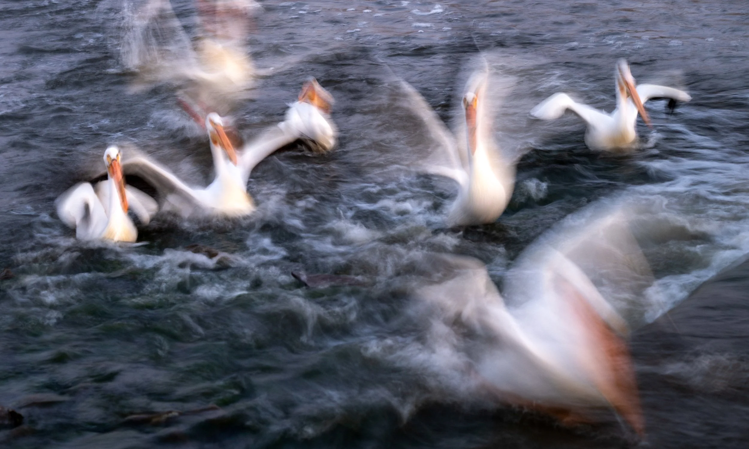 Pelicans Slow MO.jpg
