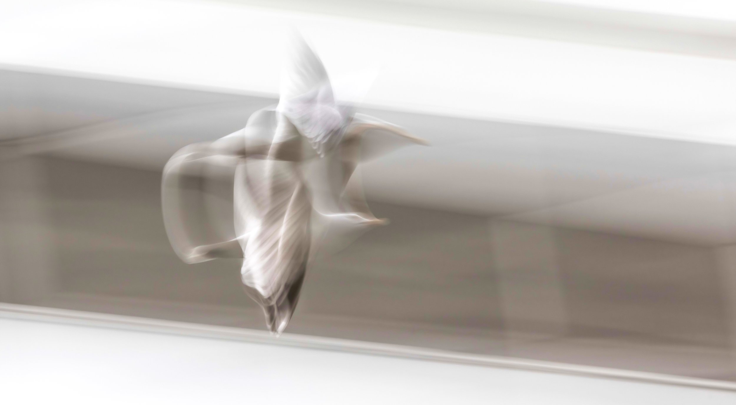Gull in Flight Slow Shutter.jpg