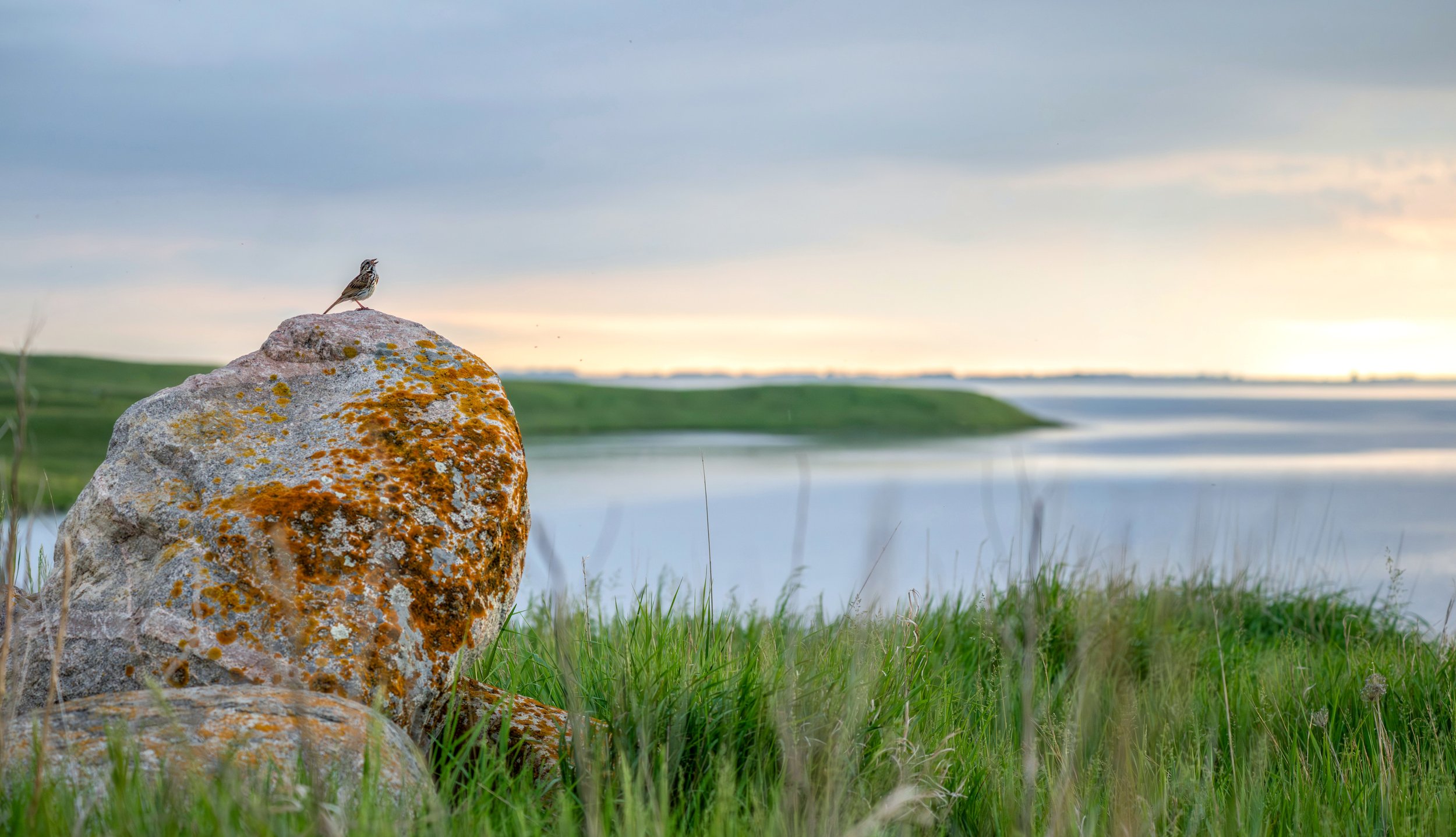 Song Sparrow on Rock.jpg