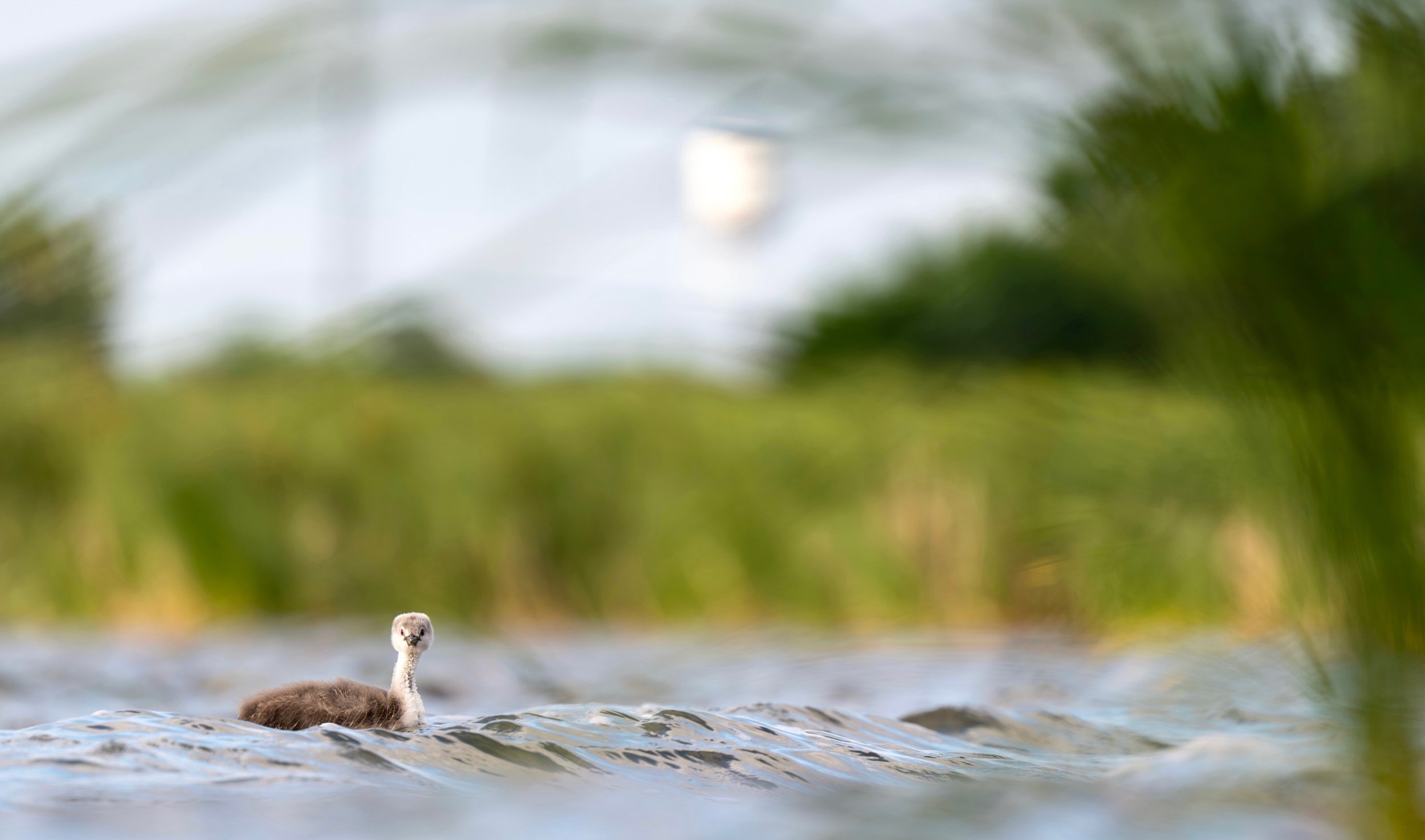 Western Grebe BB.jpg