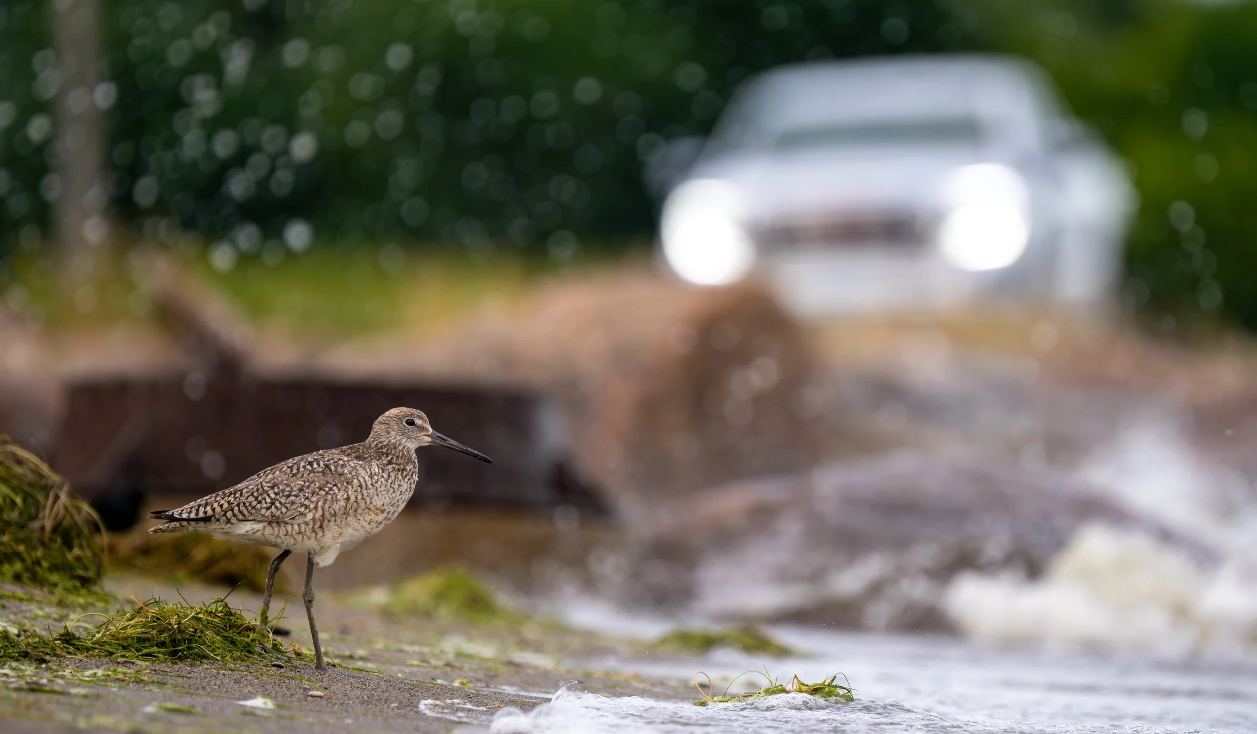Willet Car 2.jpg