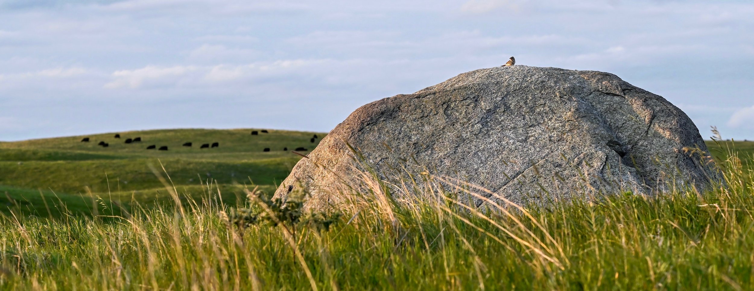 Pasture Savannah Sparrow No Border.jpg