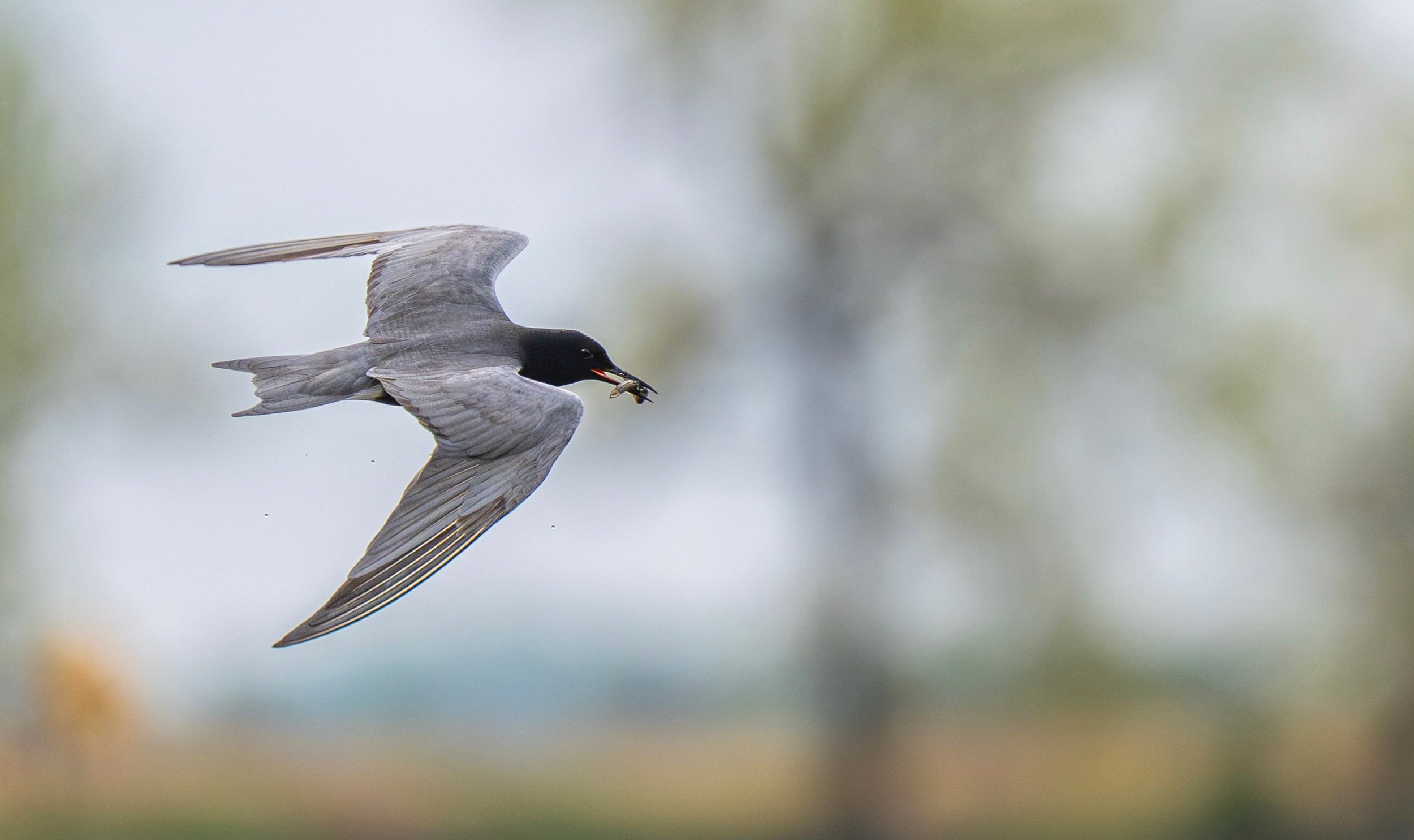 Black Tern Solo.jpg