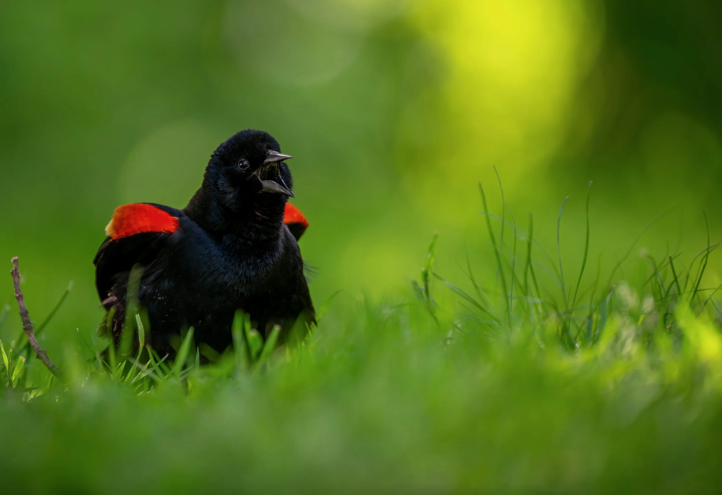 Red Winged Blackbird.jpg