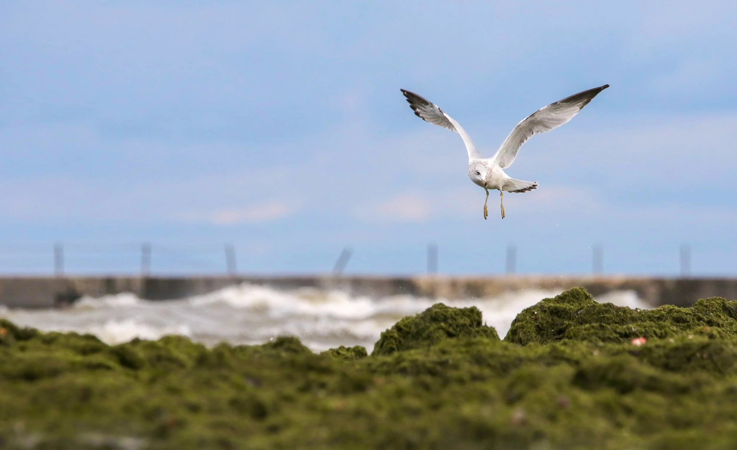 Gull FLying.jpg