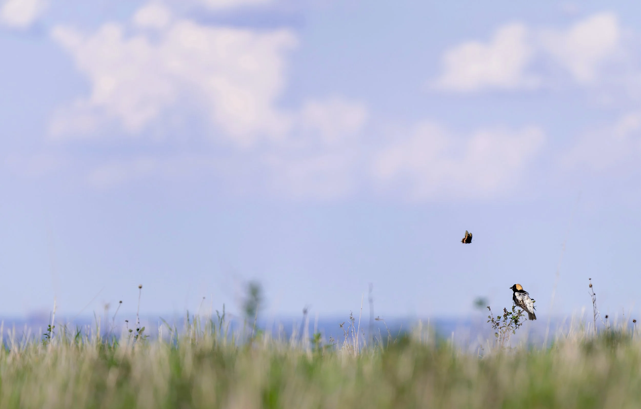Bobolink Butterfly.jpg