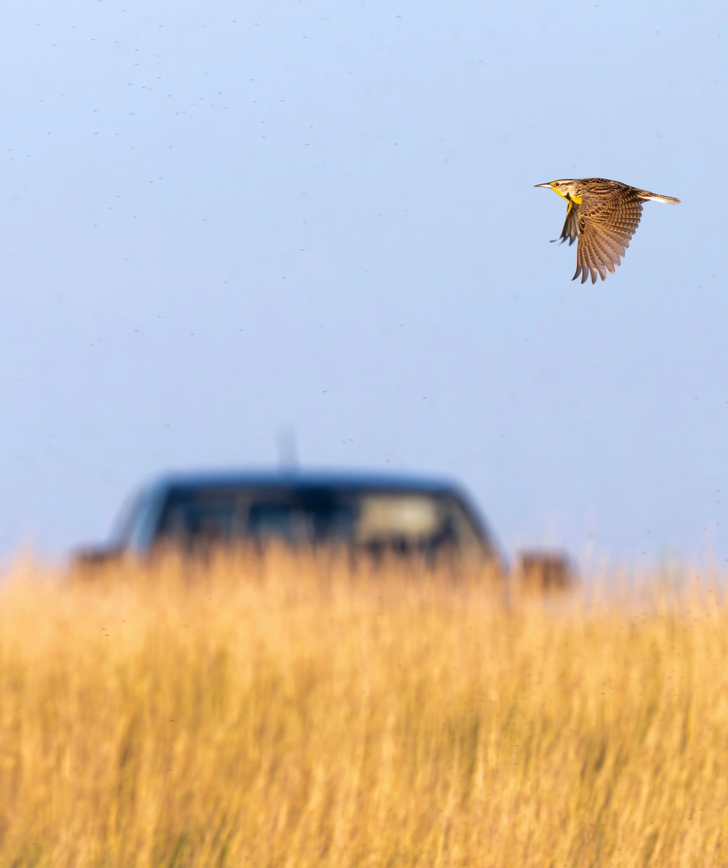 meadowlark car.jpg