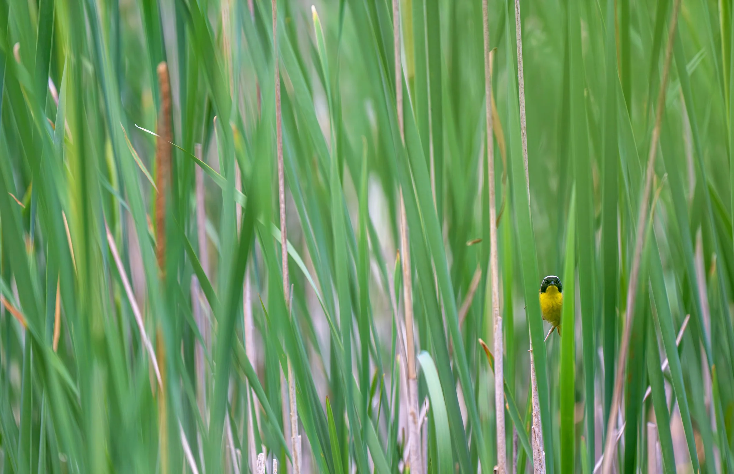 Small in Frame