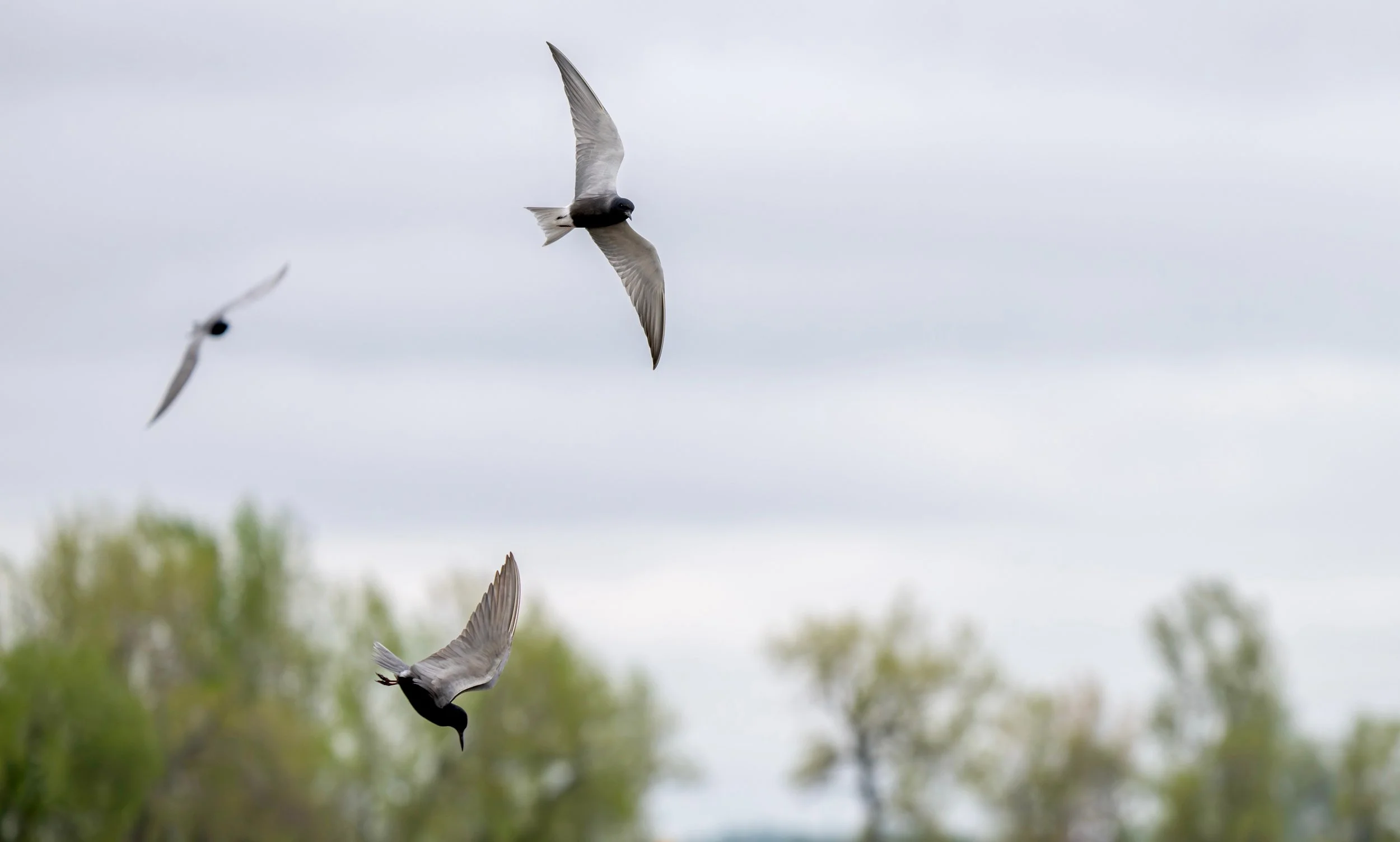 Black Tern Trio.jpg