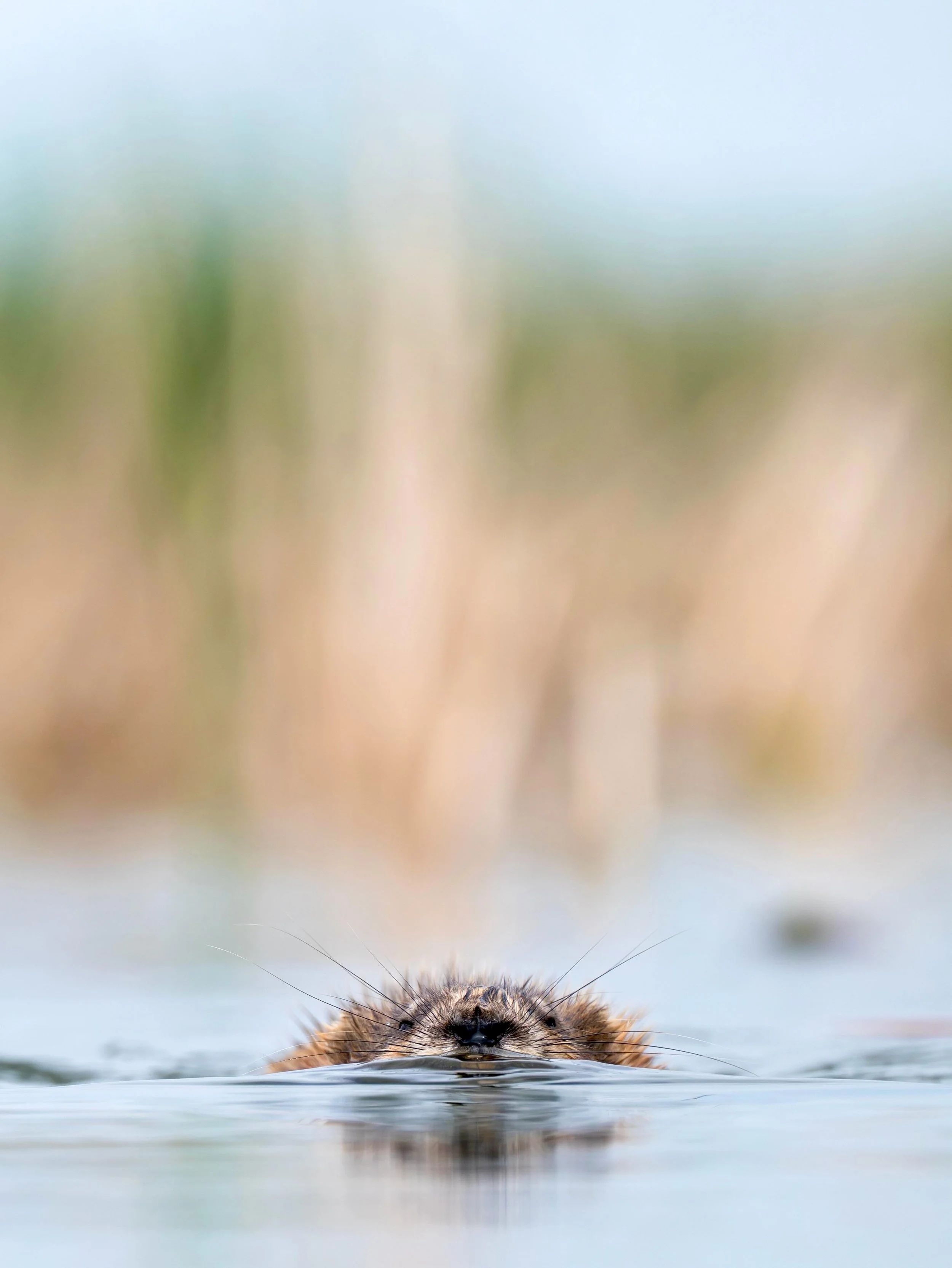 Muskrat 1.jpg