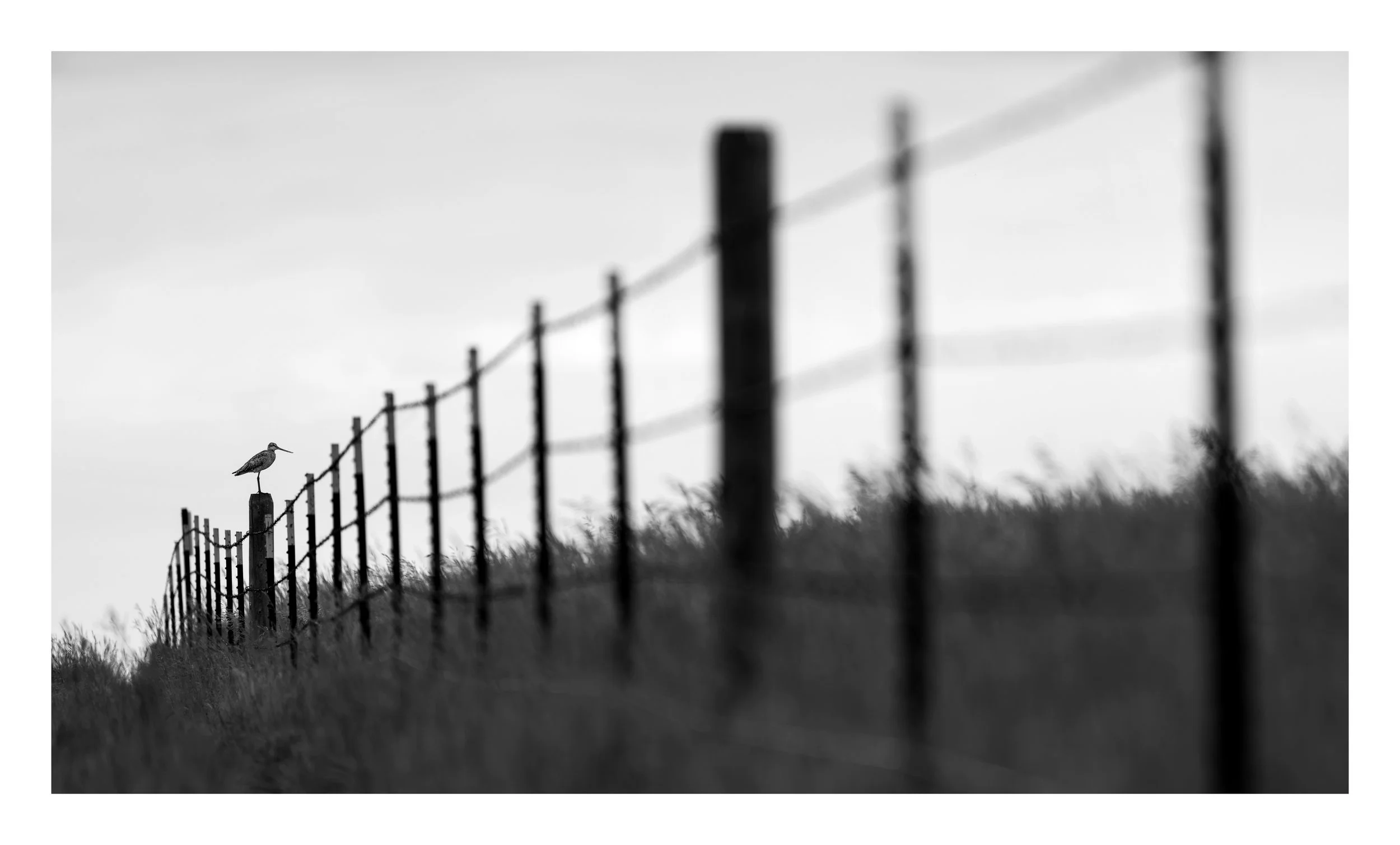 godwit fence B&W 3_SnapseedCopy.jpeg