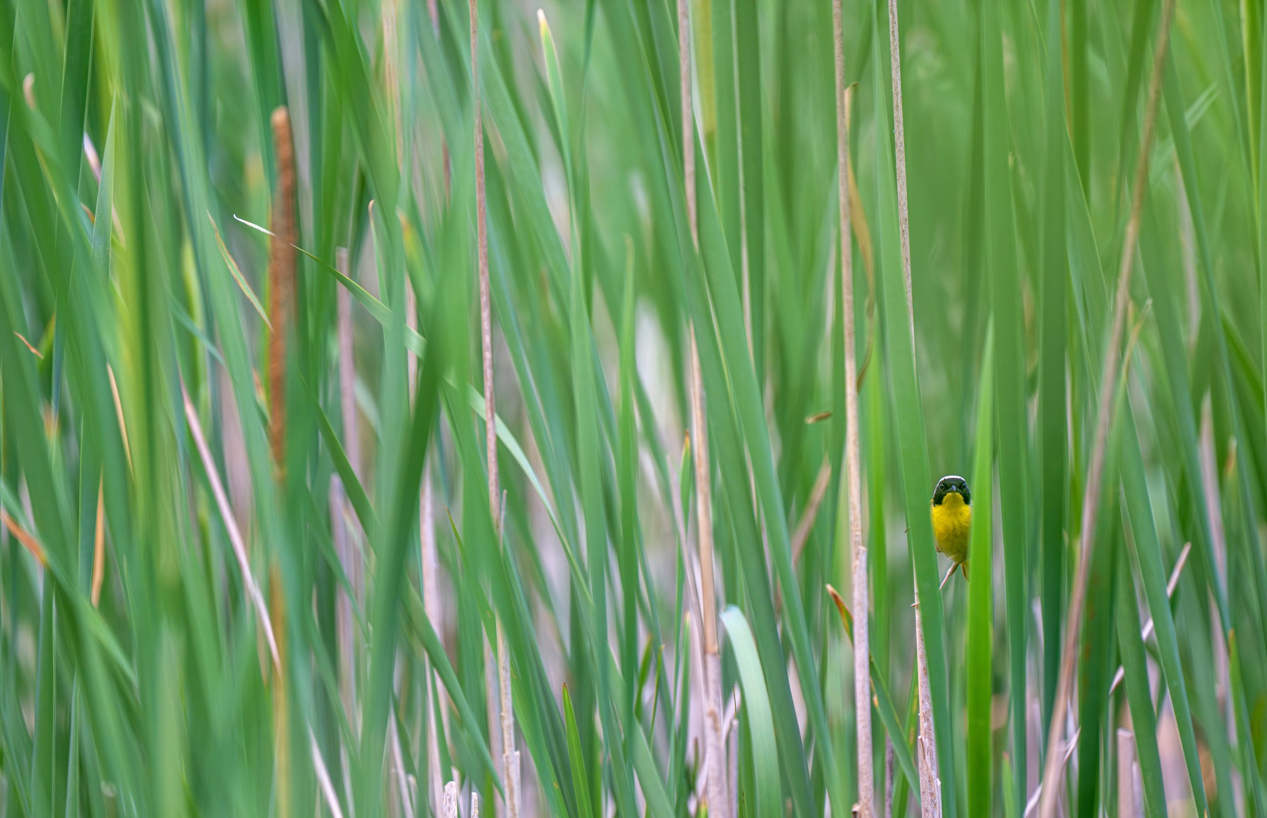 Common Yellowthroat.jpg