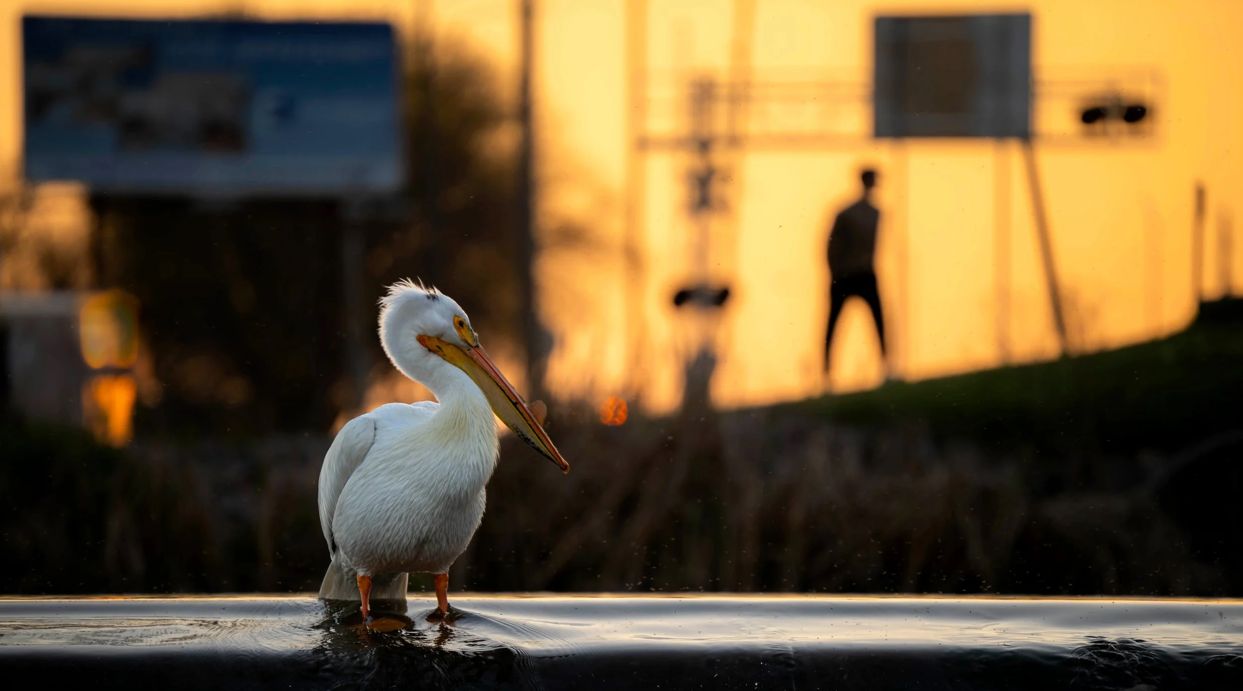 Pelican with Person.jpg