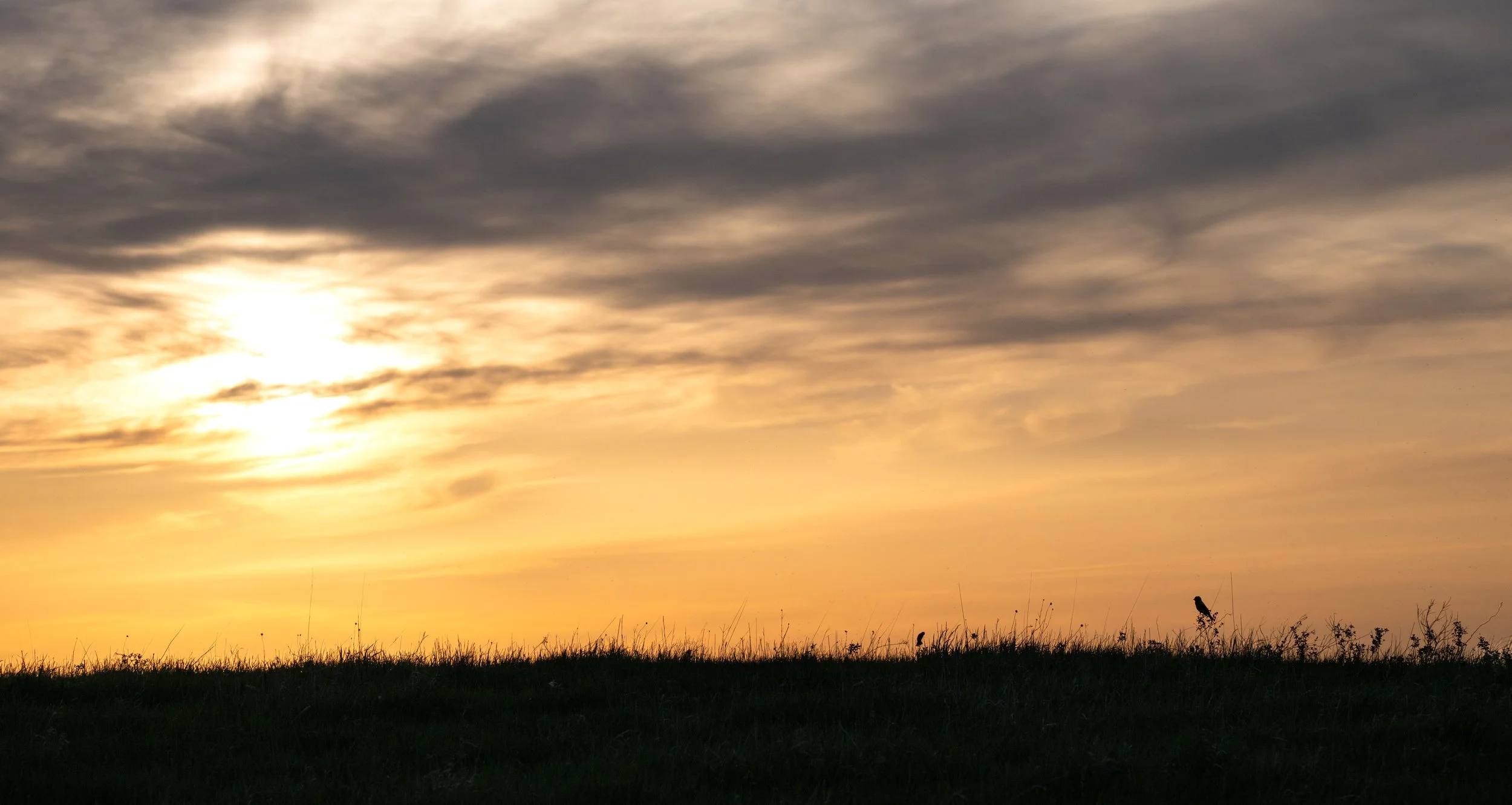 Bobolink Sunset.jpg