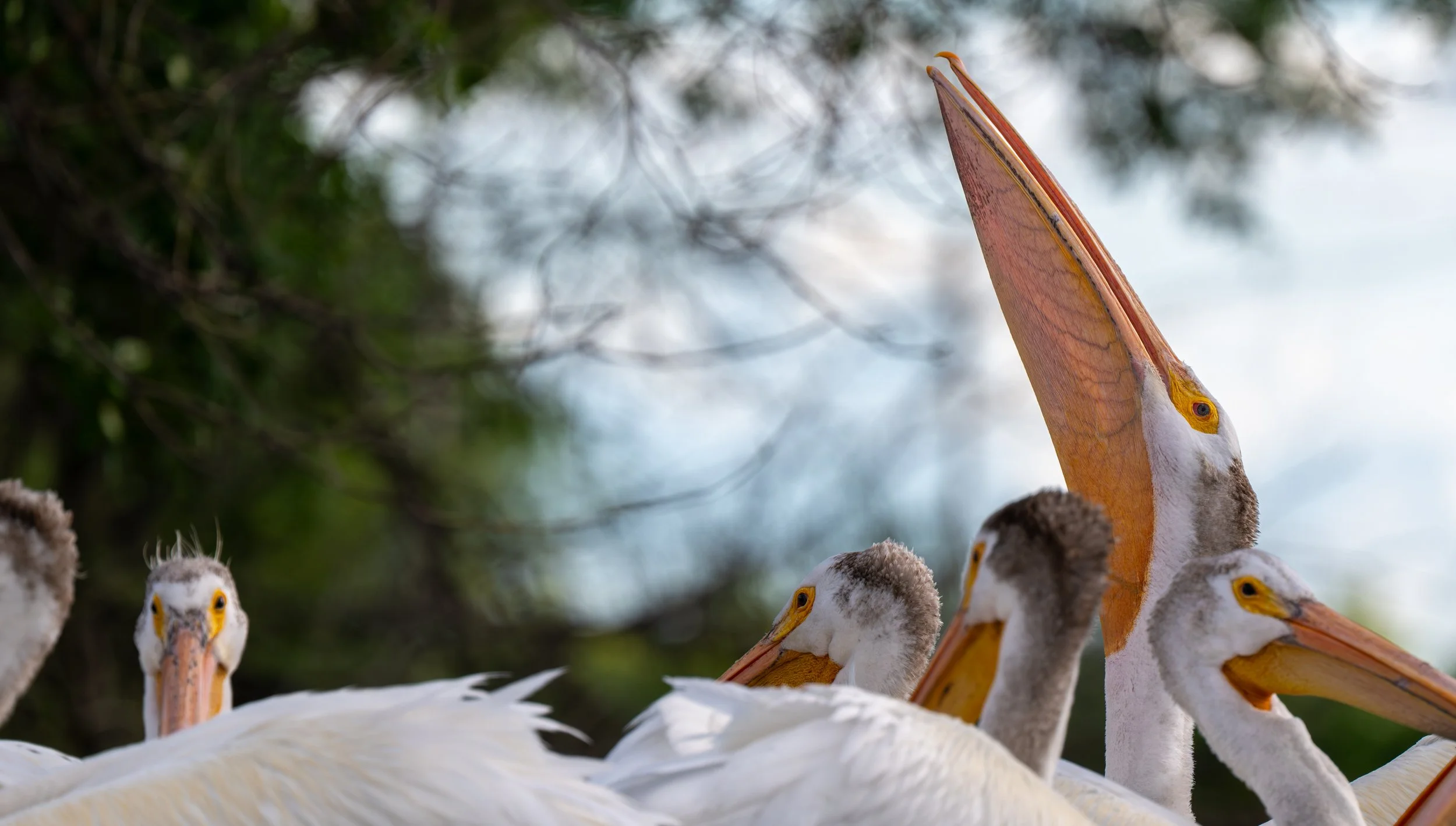 Pelican Head up.jpg