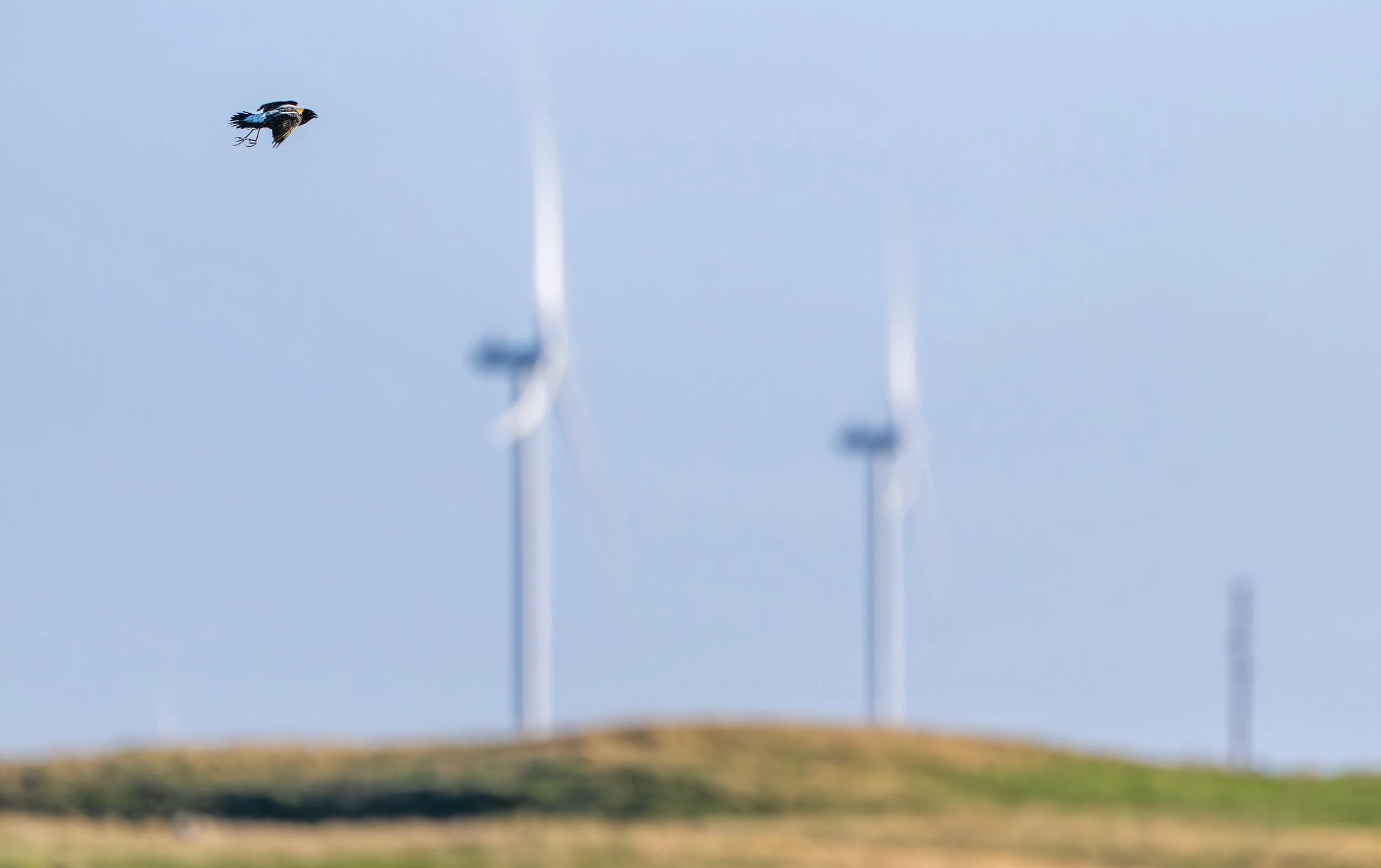 Blackbird Windmill Final.jpg