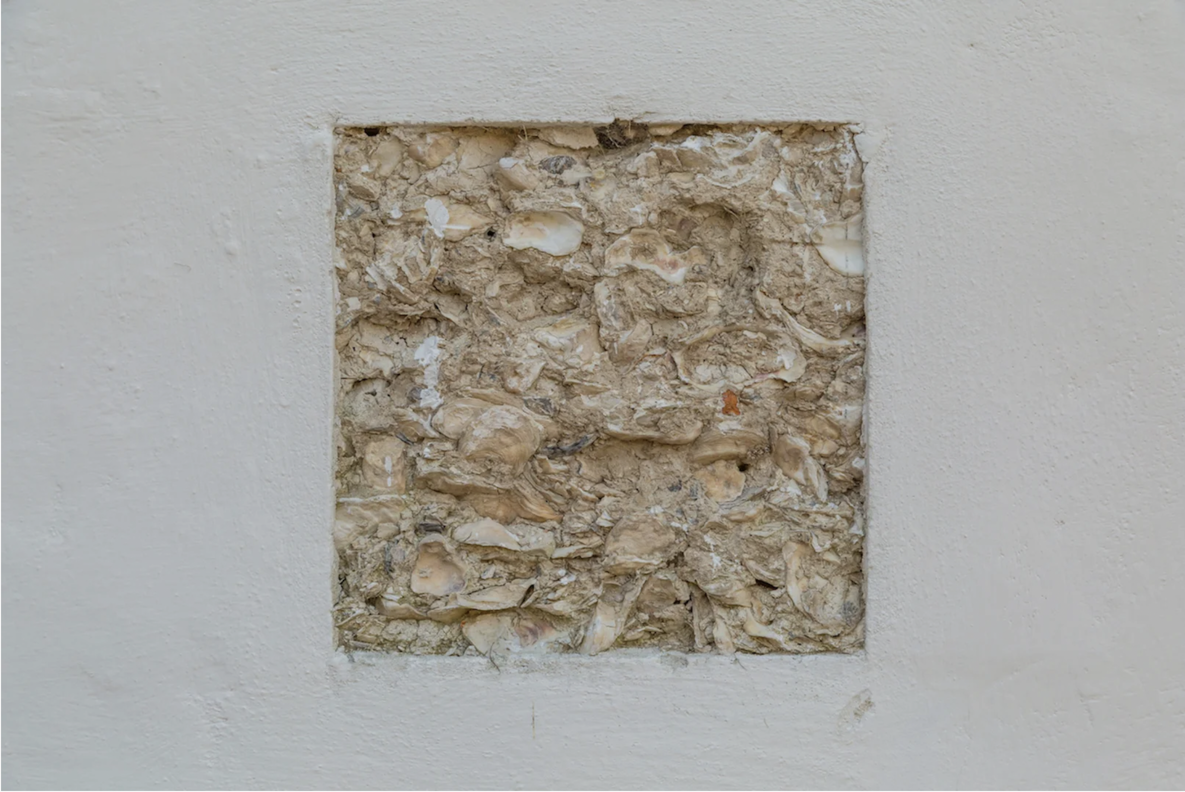 A close-up view of a tabby conservation.