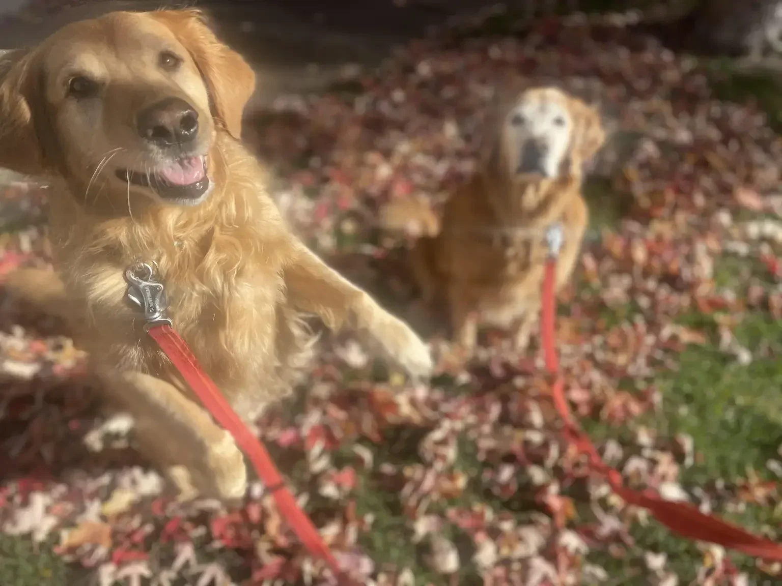 Two dogs on a leaf-covered lawn at night, one in the foreground looking up and smiling, and the other in the background facing the camera, both wearing red leashes.