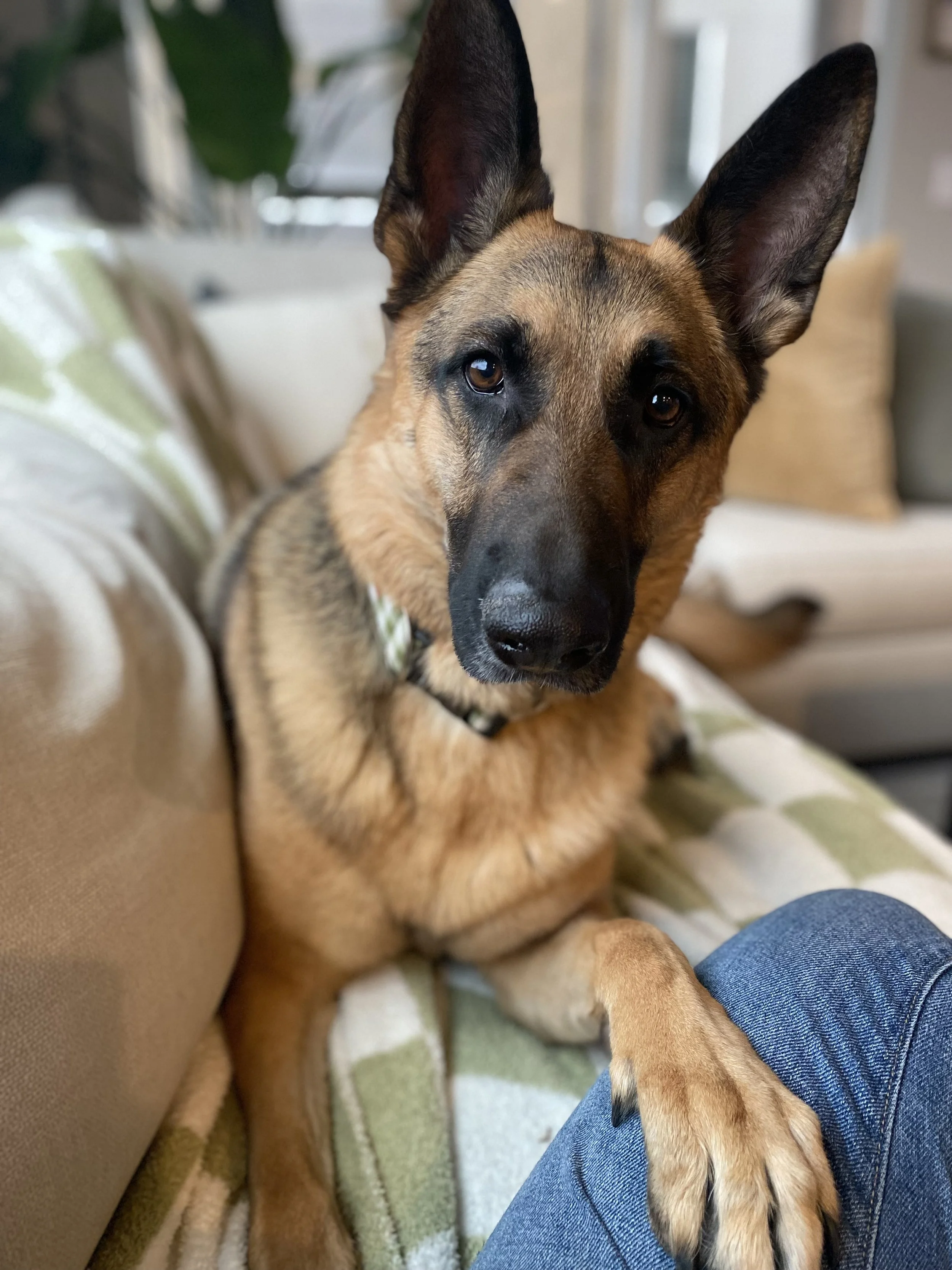A German shepherd laying on couch looking directly at camera during a photo session with Look to Lisa.