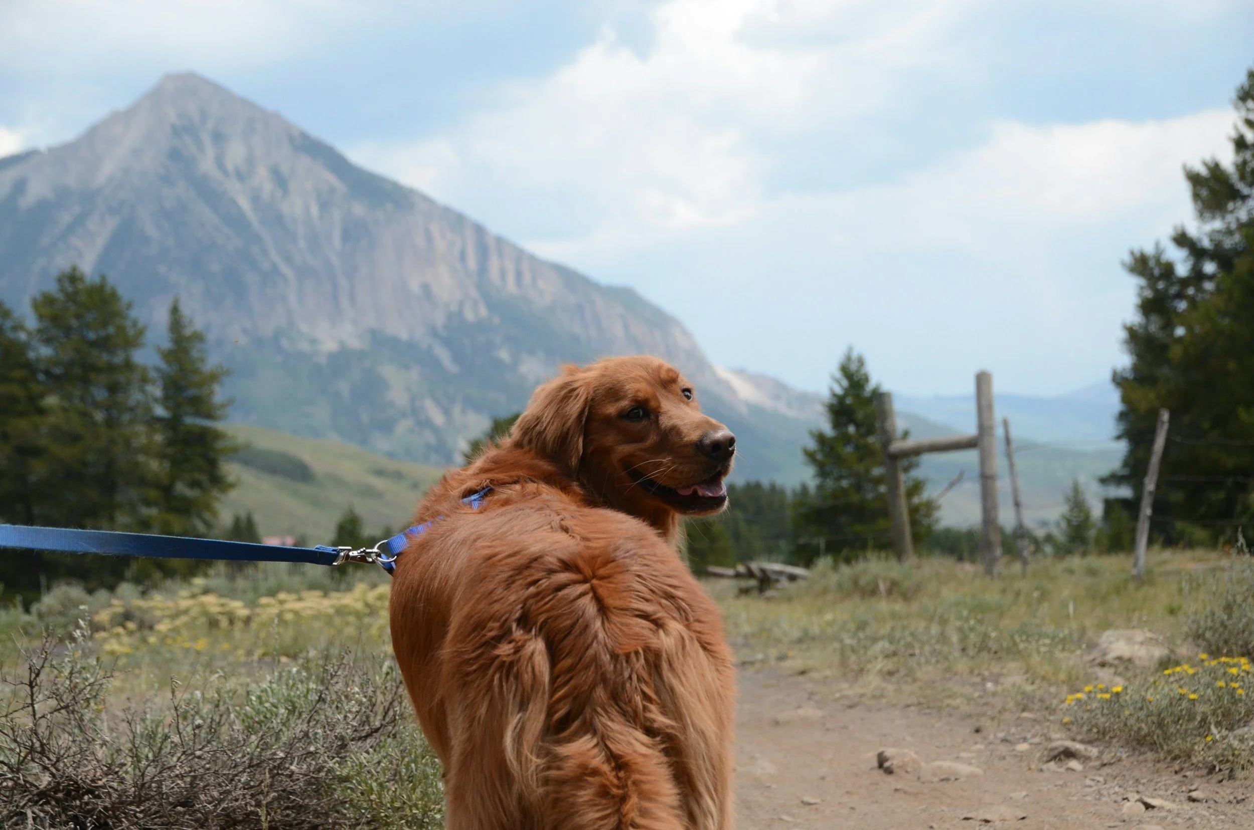 A golden retriever dog on a leash looking back with mountains and trees in the background.