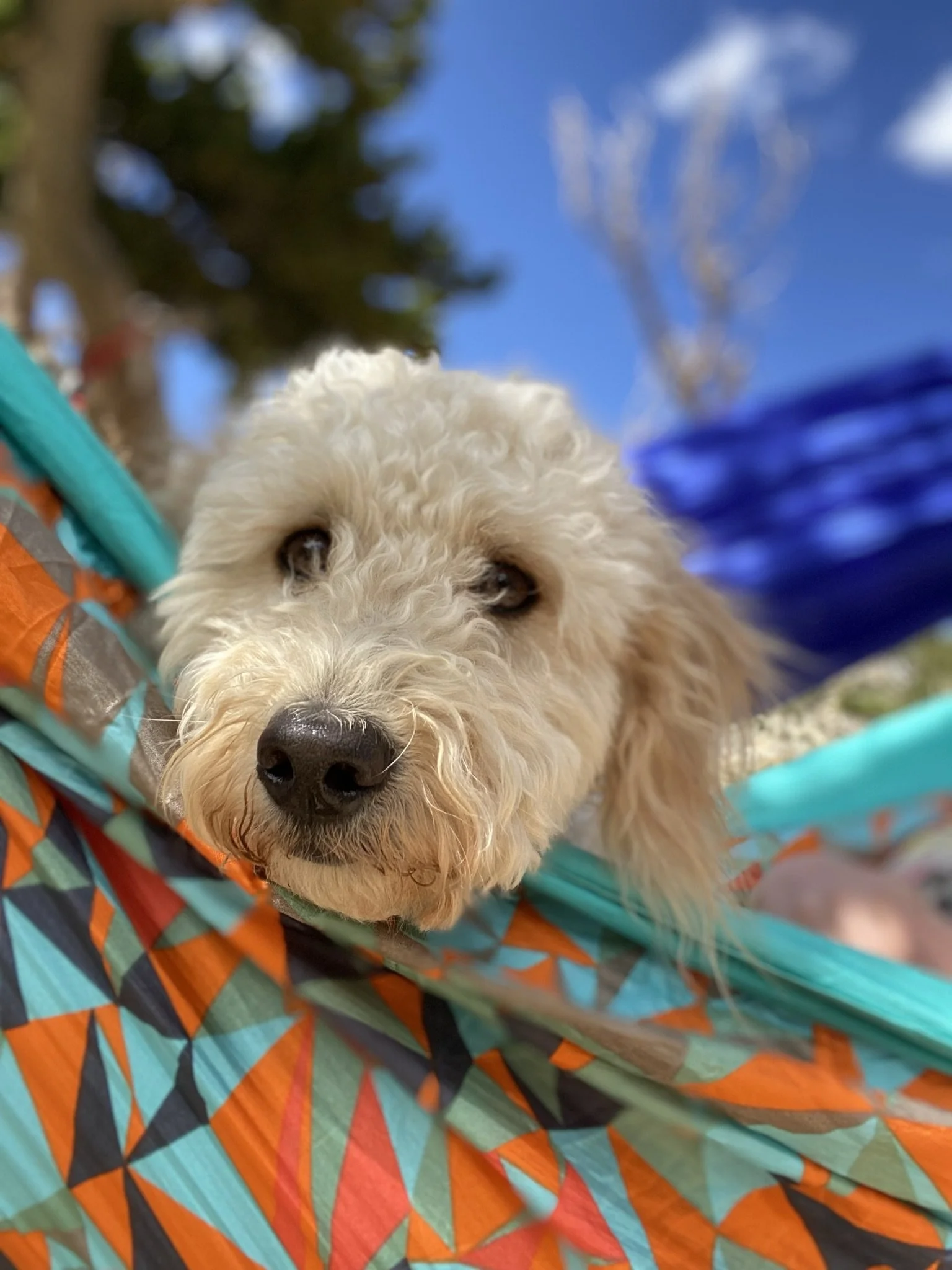 Lisa's client, Dottie, the goldendoodle