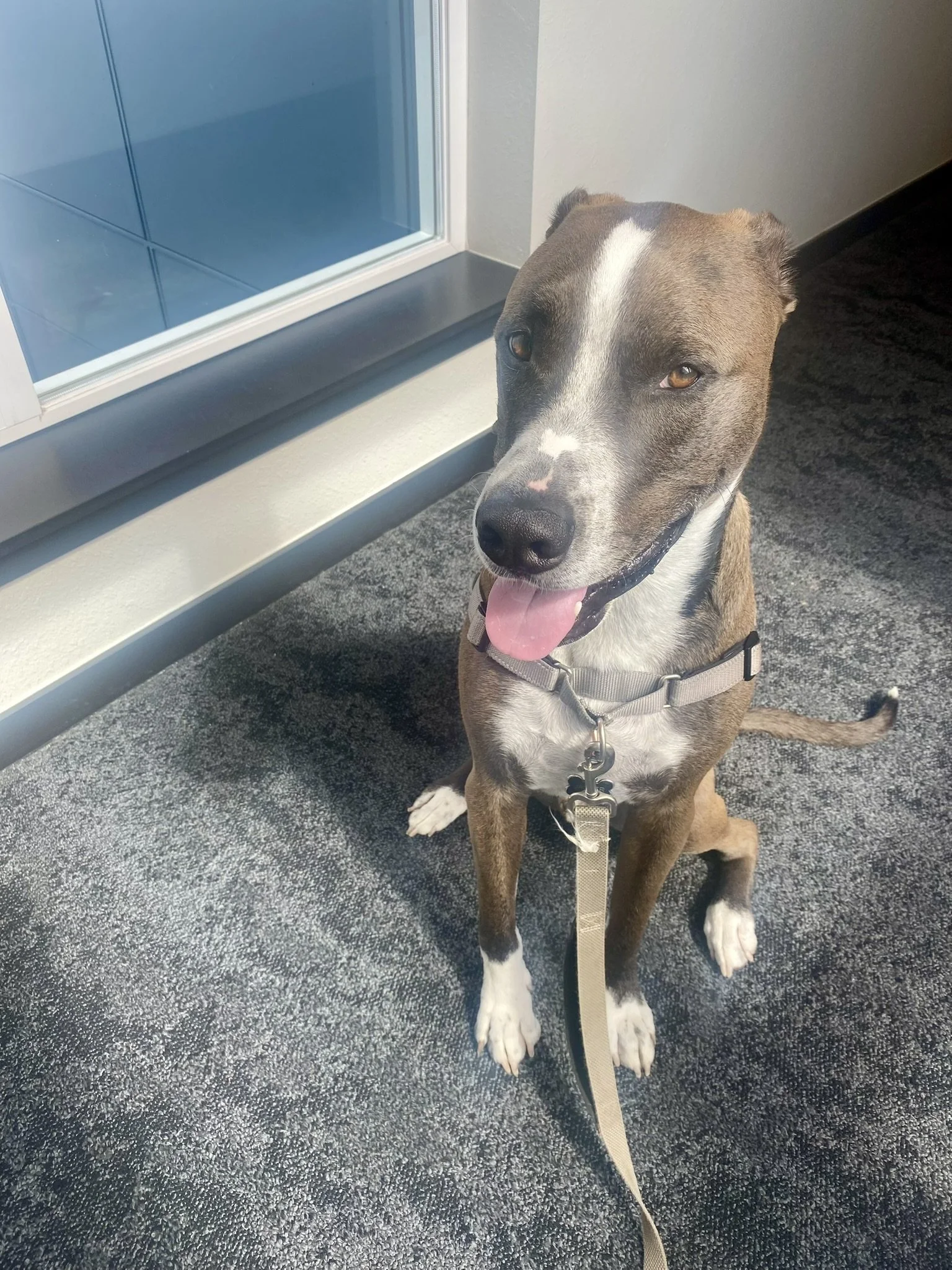 pitbull with tongue out