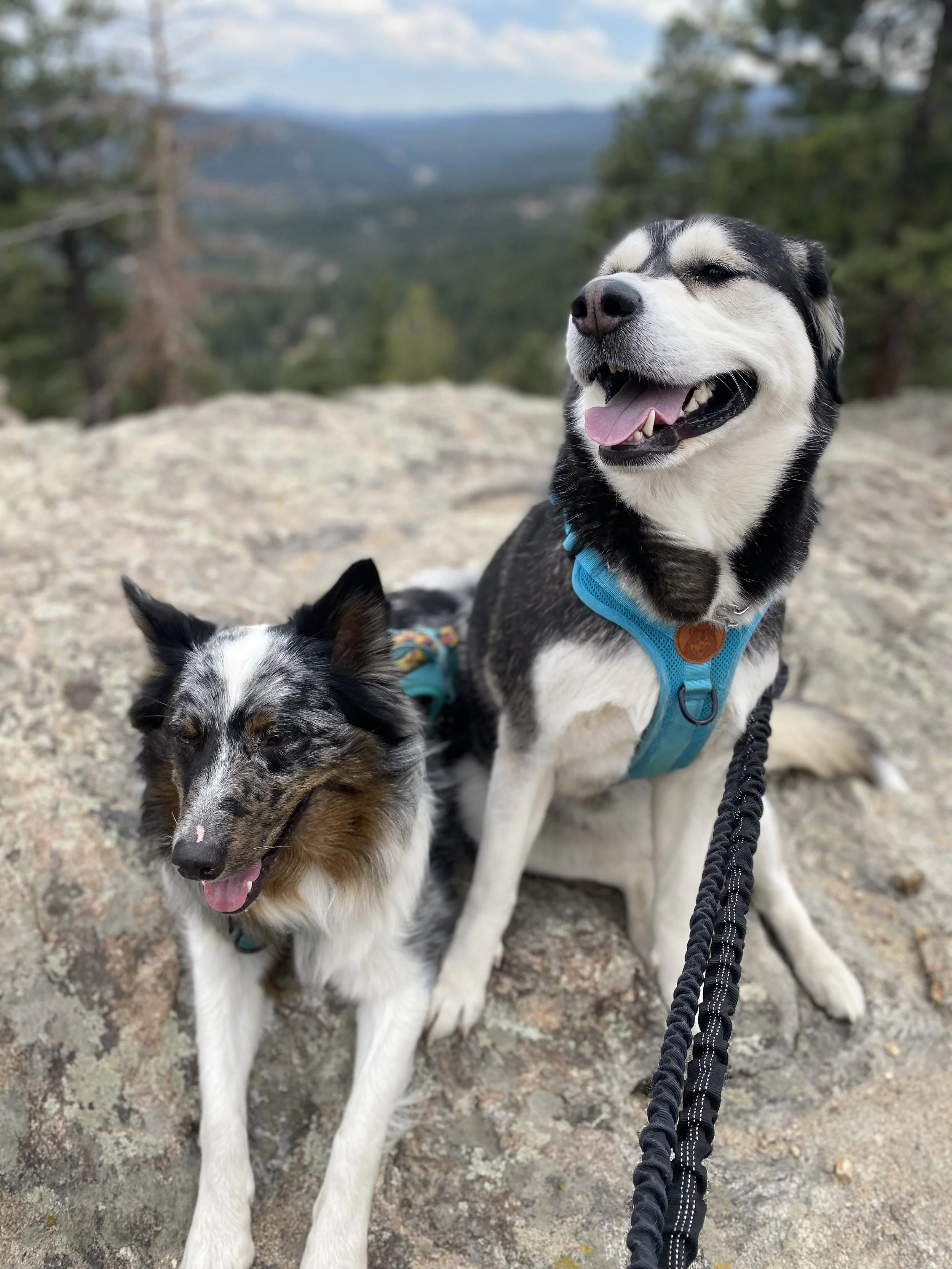 Lisa's client, husky and aussie