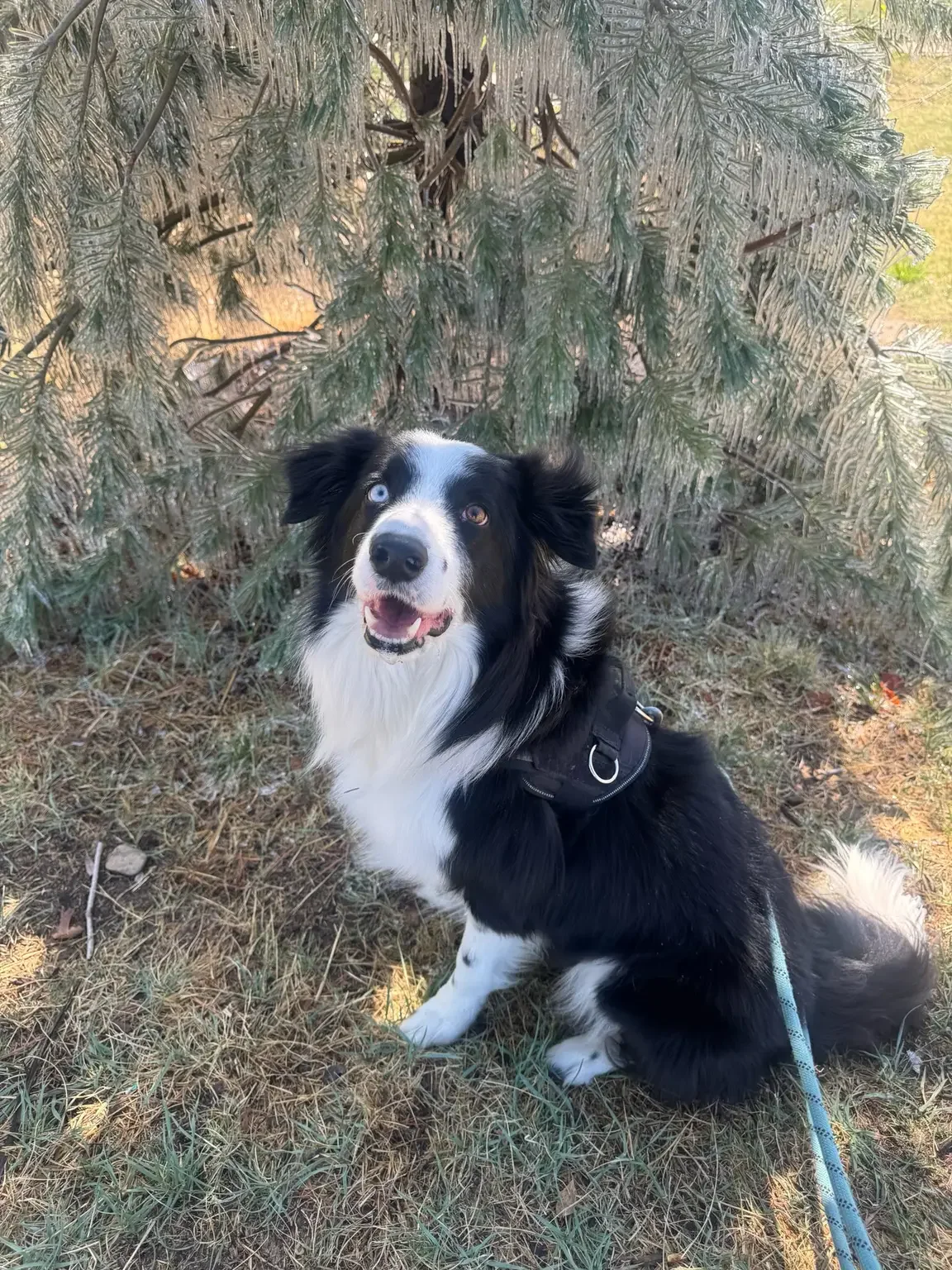 A black and white Border Collie dog sitting on grass under a pine tree, with one blue eye and one brown eye, looking up with an open mouth.