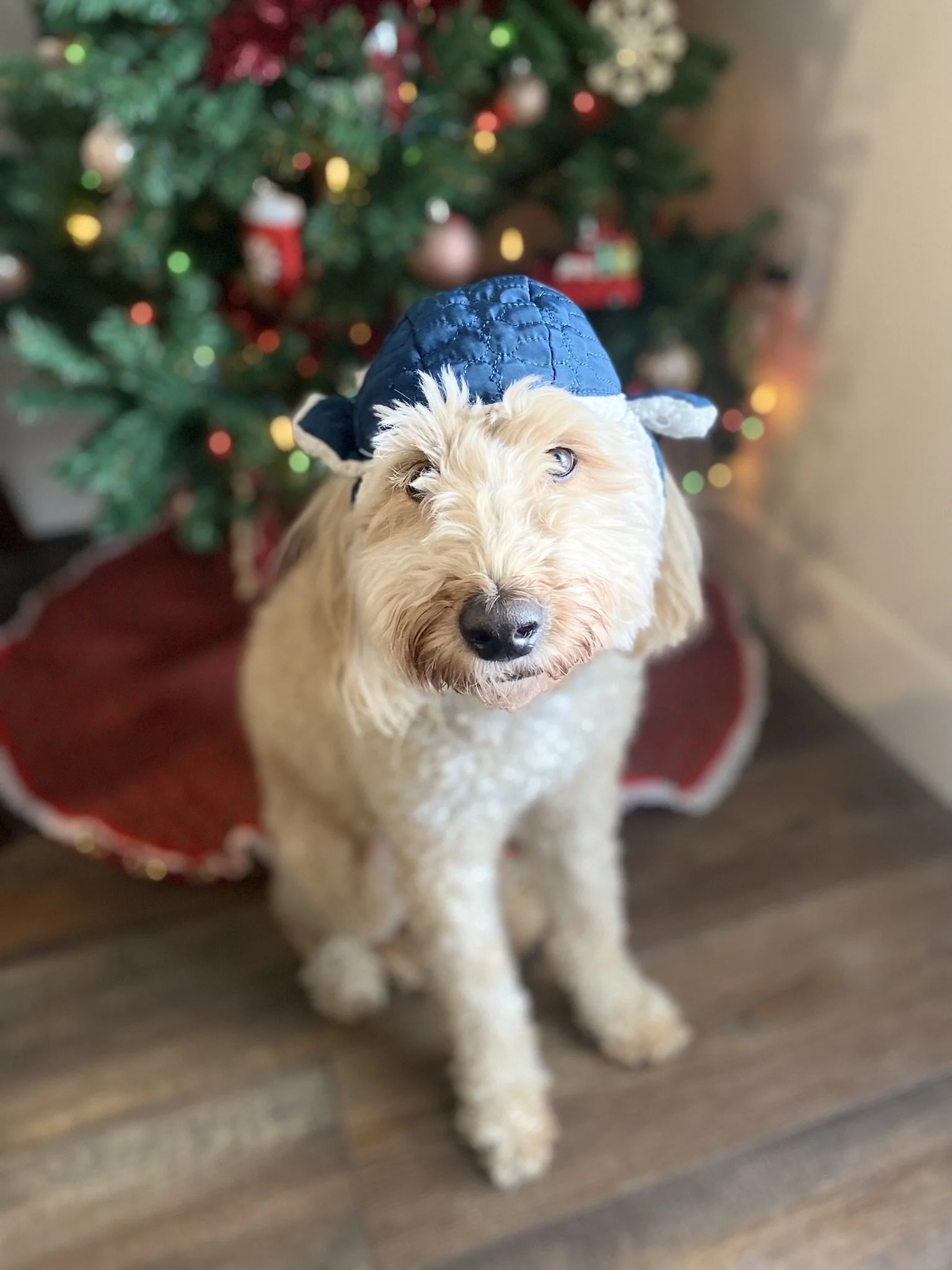 goldendoodle