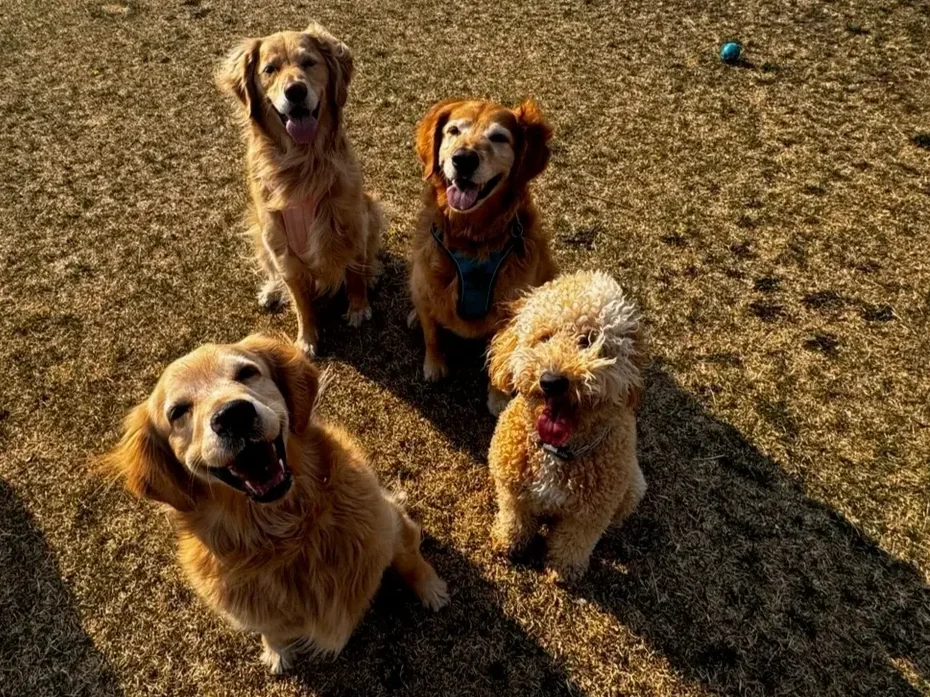 Four dogs sitting on a dry, grassy field looking up at the camera with a blue ball in the background.