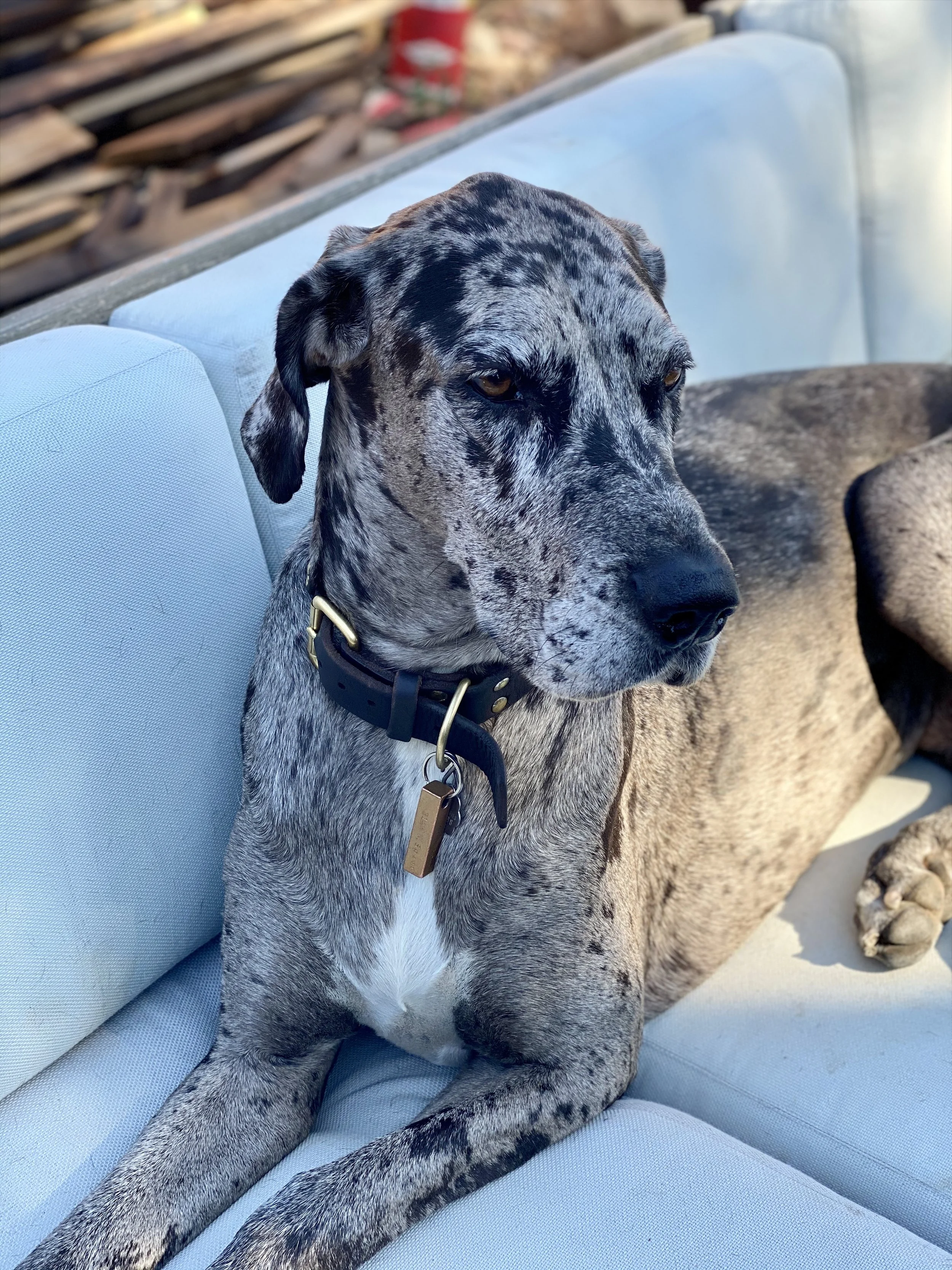 A speckled gray and black Great Dane with a black collar lying on a light blue cushioned outdoor couch, relaxing during a photo session with Look to Lisa.