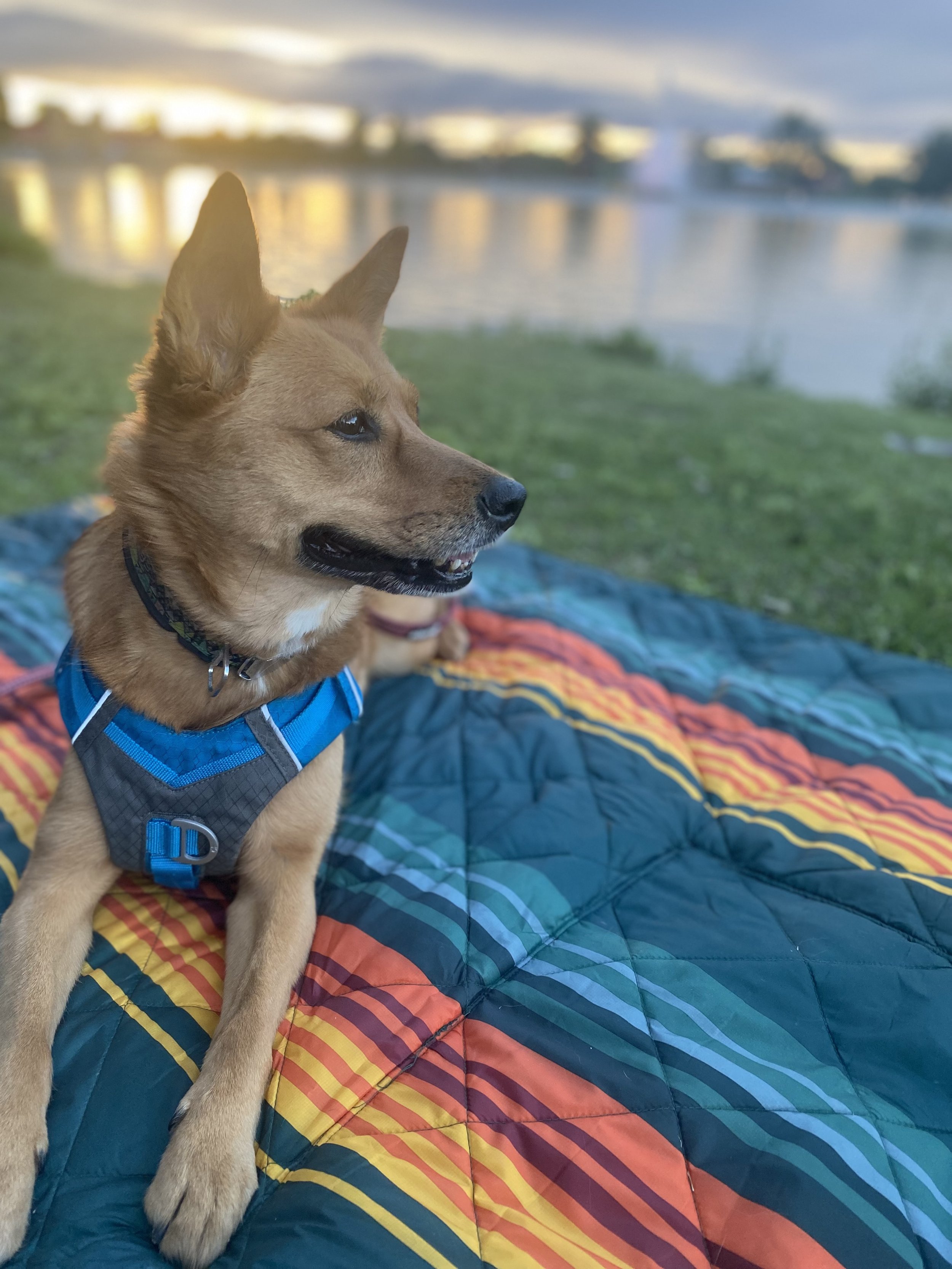 A tan dog with pointed ears and a blue vest sitting on a colorful quilt outdoors by Sloan's lake with sunset, Denver pet photography by Look to Lisa.