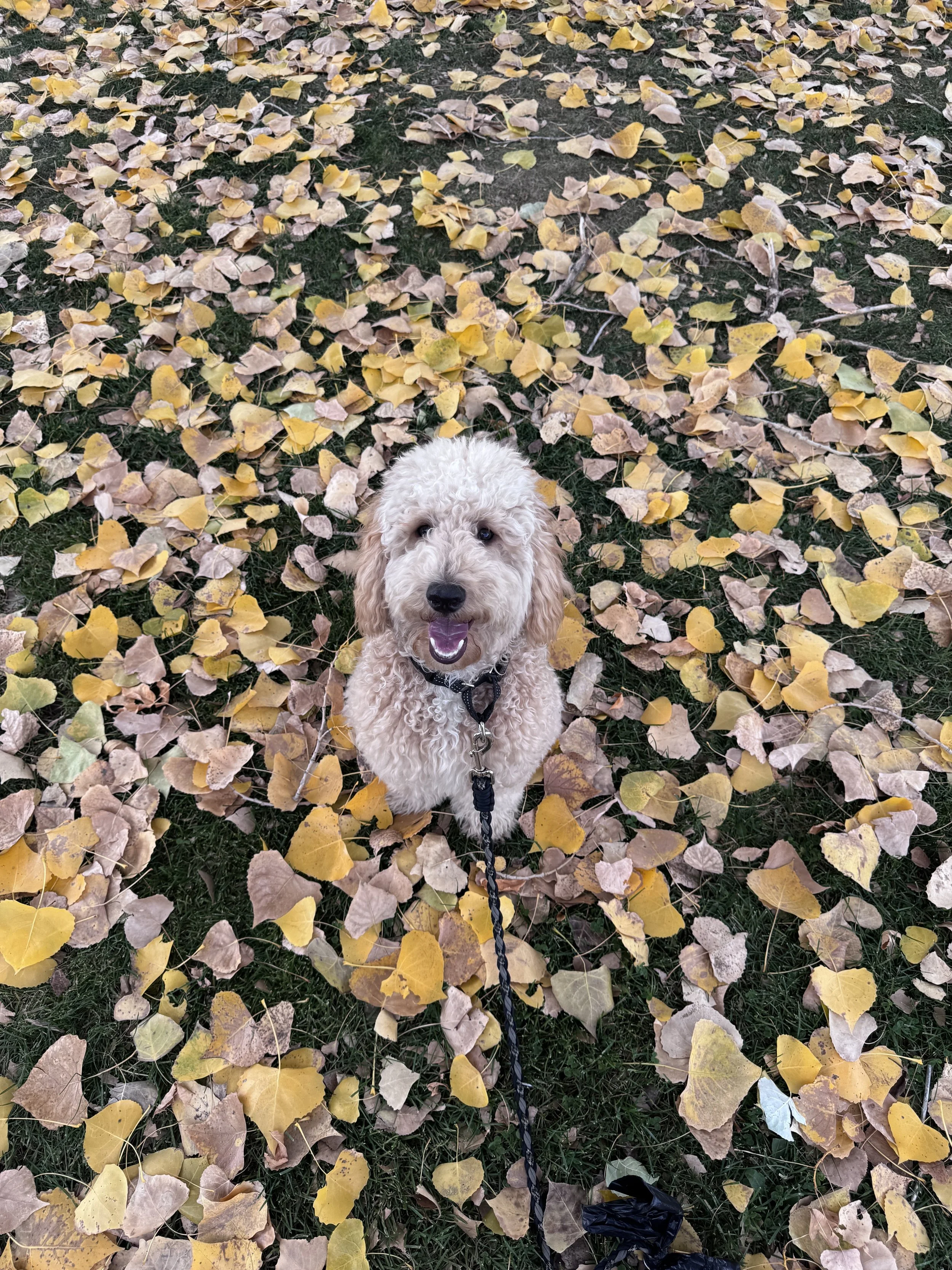 A happy curly-haired dog with a leash stands on grass covered with yellow and brown fallen autumn leaves.