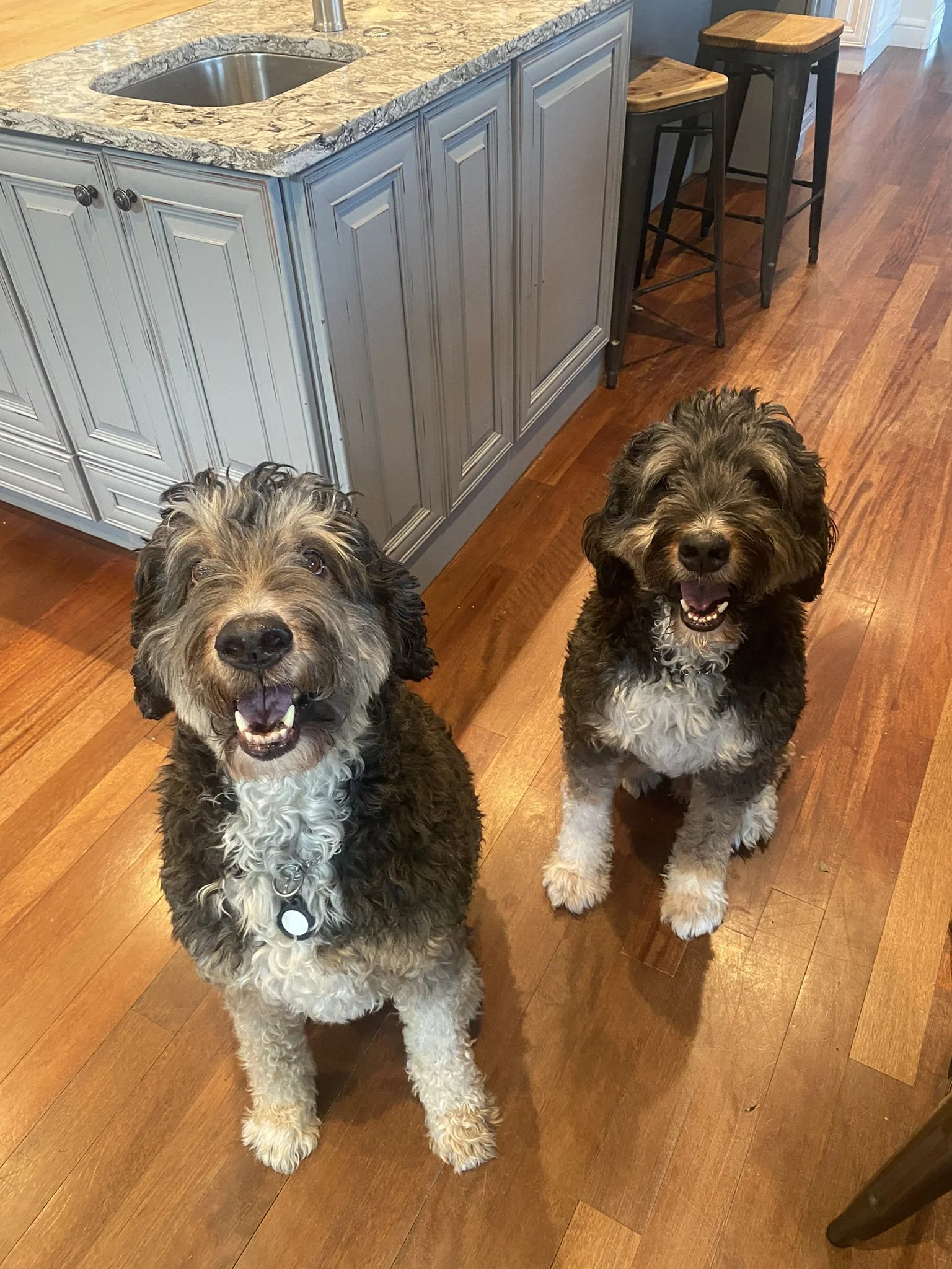 Two adorable Bernadoodles smiling at camera during a pet sit with Look to Lisa in Denver.