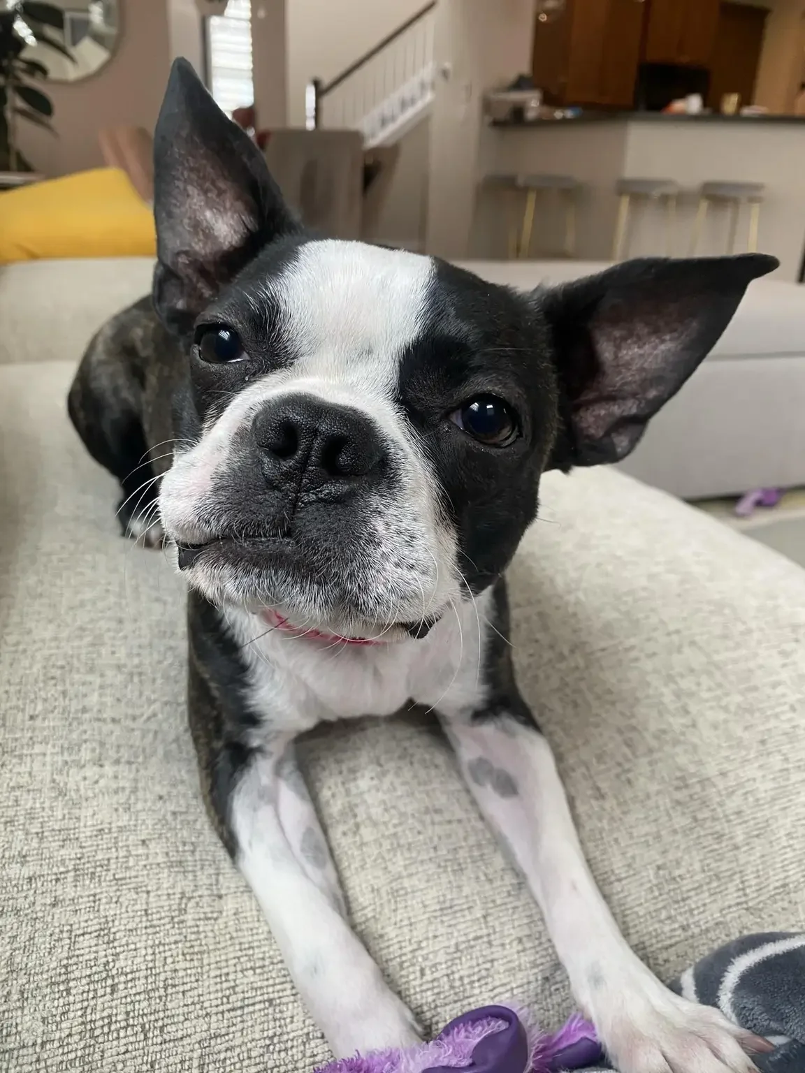 A black and white Boston Terrier dog lying on a beige couch, looking at the camera with a curious expression, with a living room in the background.