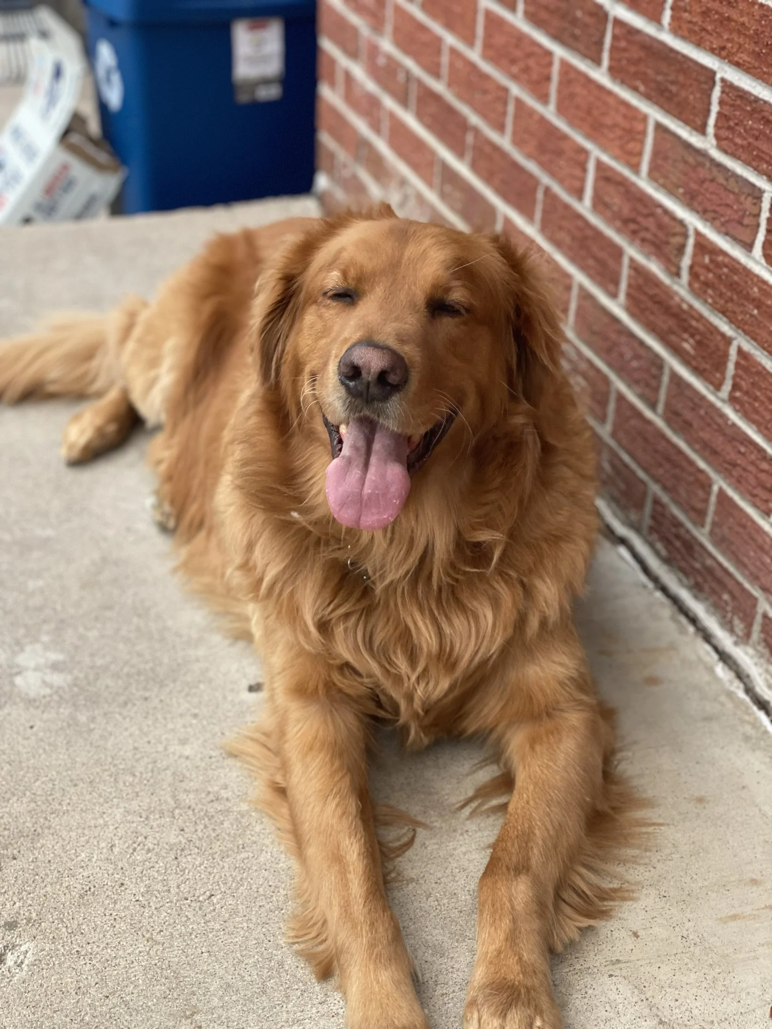 Golden retriever dog lying on the ground with tongue out, leaning against a brick wall during a photo session in Denver, CO by Look to Lisa.