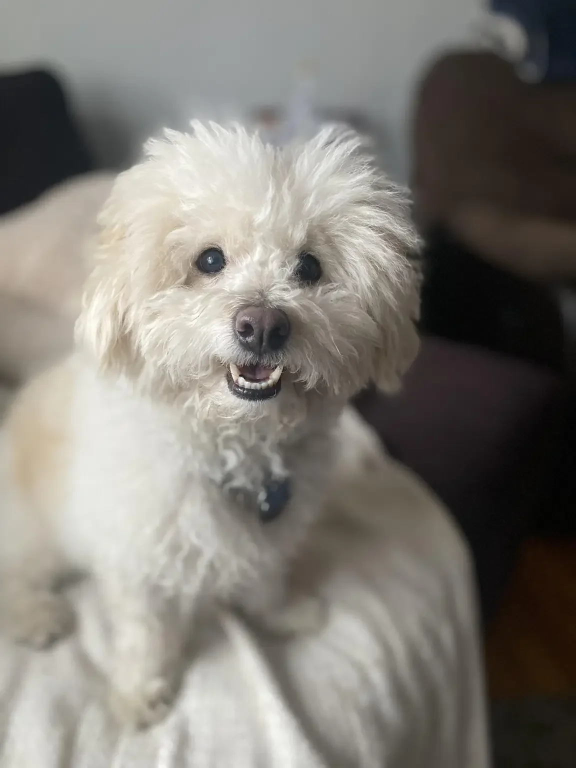 A close-up of a fluffy white dog with dark eyes and a happy expression, showing its teeth, indoors.