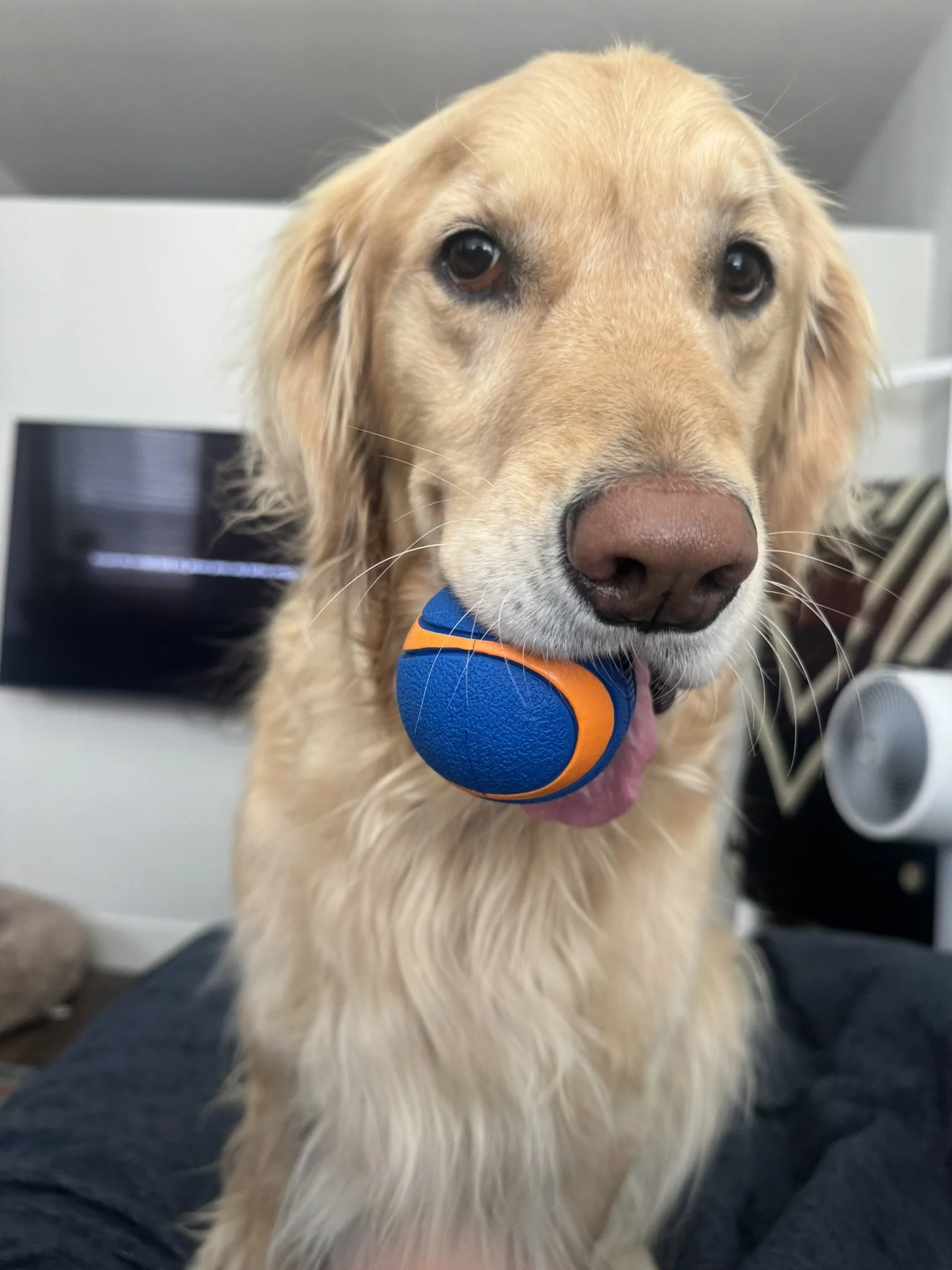 golden retriever dog with a blue and orange toy in its mouth, during a boarding with Look to Lisa