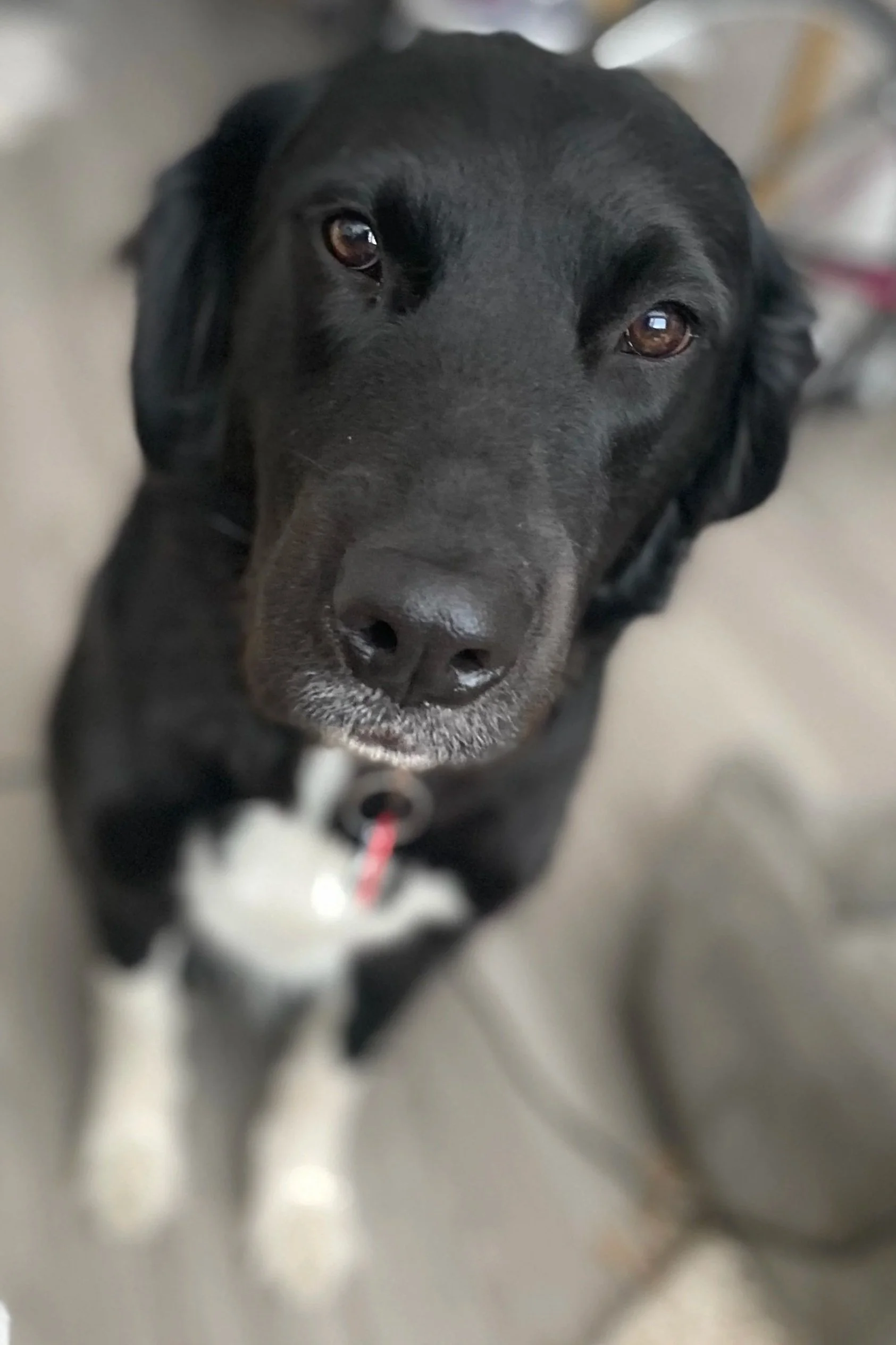 Close-up of a black Labrador Retriever's face, showing brown eyes and black fur during a photo session in Denver with Look to Lisa.
