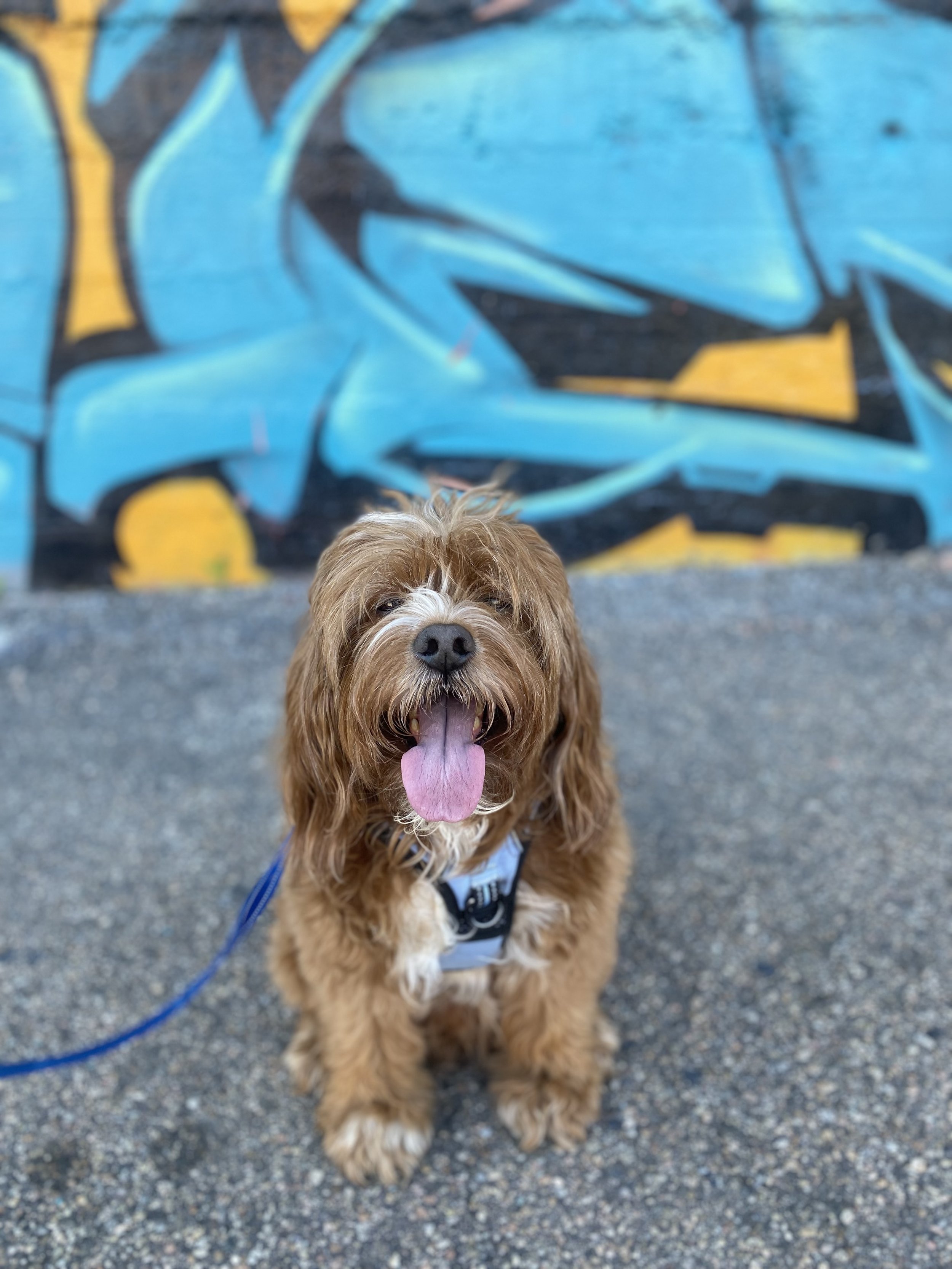 A brown and white dog with long hair and a black nose, standing on a gravel surface near a colorful graffiti wall, with its tongue out and wearing a harness and leash.