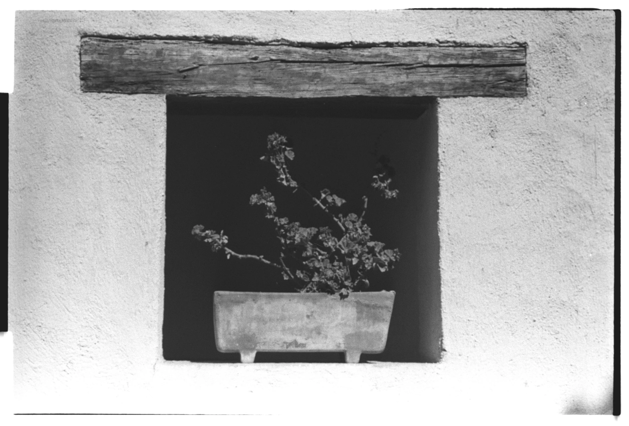 A black and white photo of a potted plant with small flowers placed on a windowsill with a wooden frame.